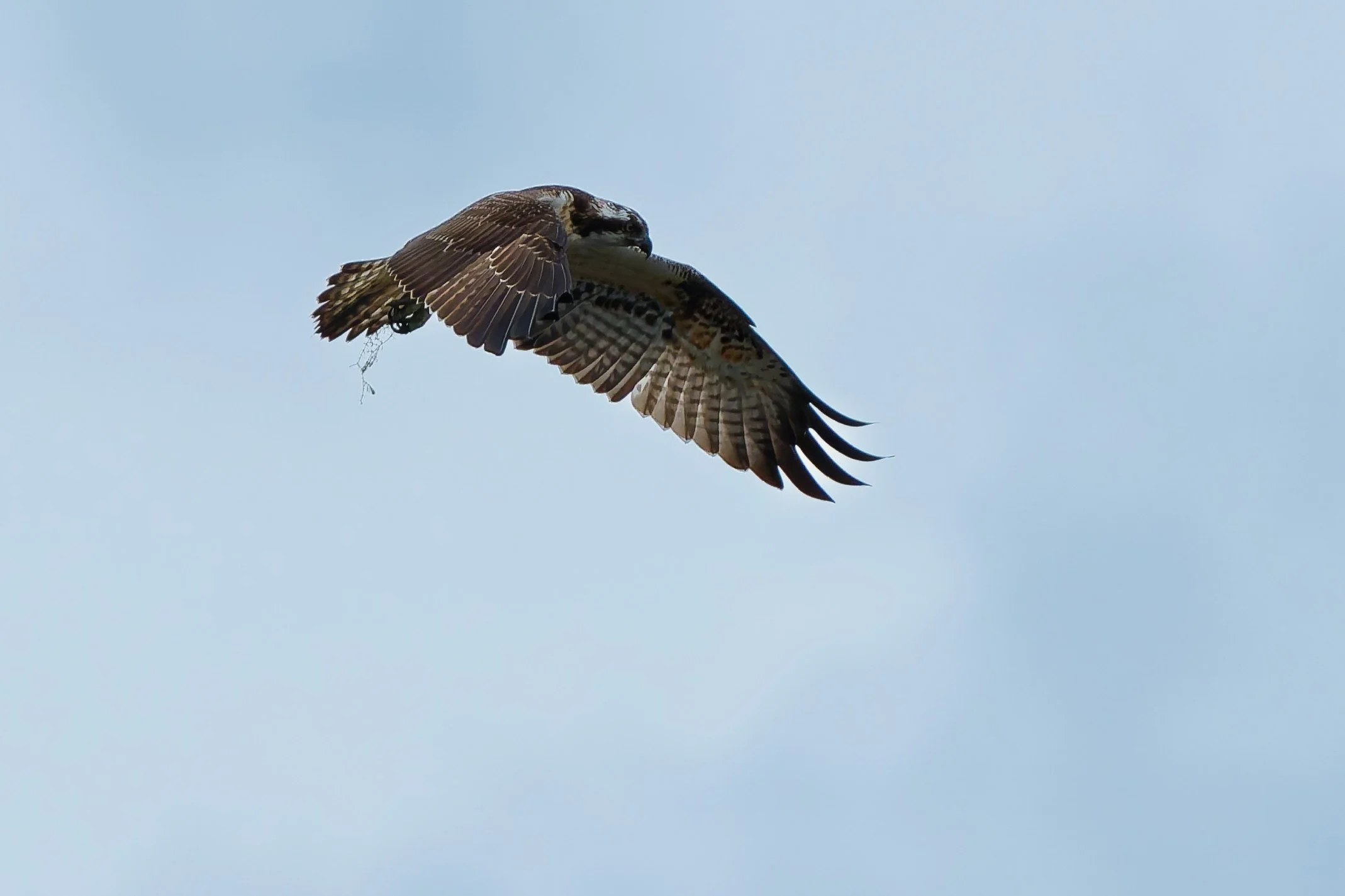Osprey