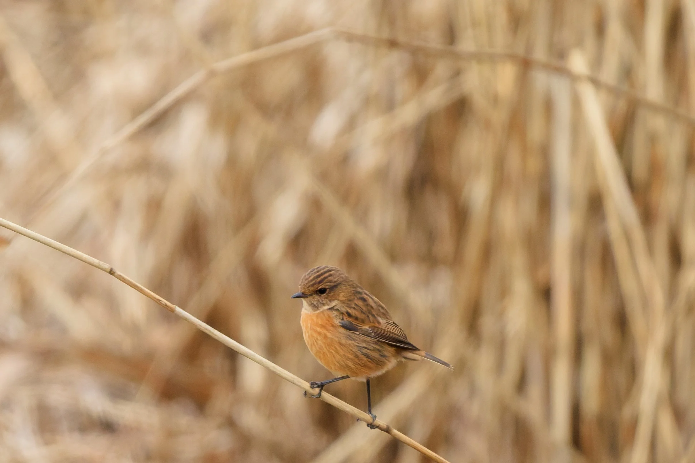 Stonechat