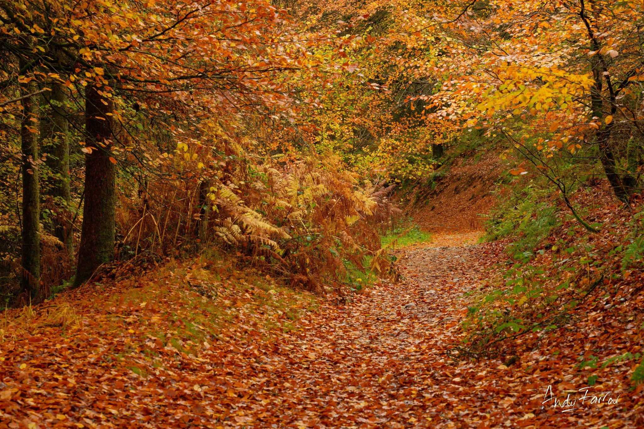 Autumn Woodland
