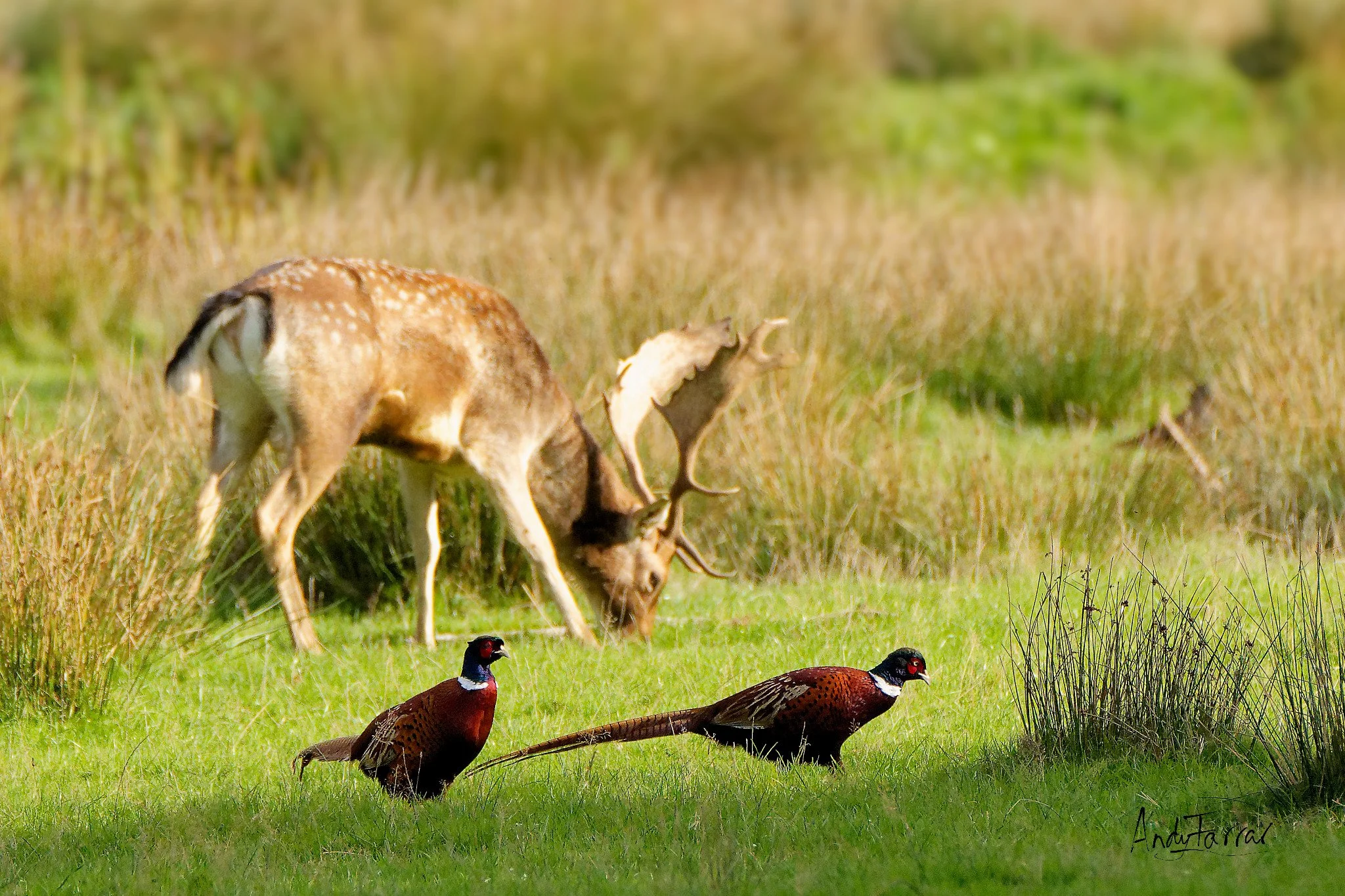 Fallow Deer Stag and Pheasants