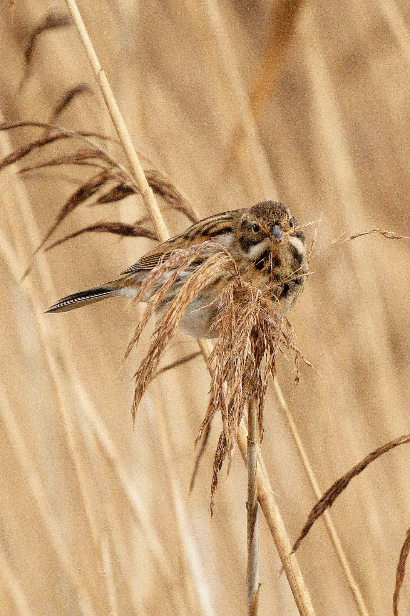 Reed Bunting