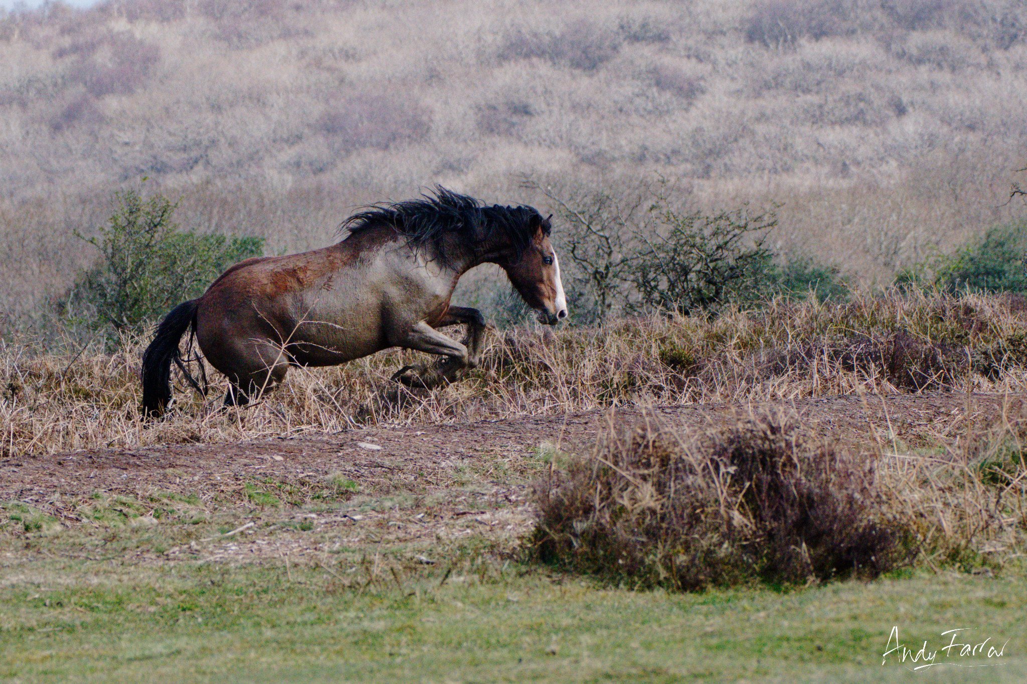 Quantock Pony (wild)