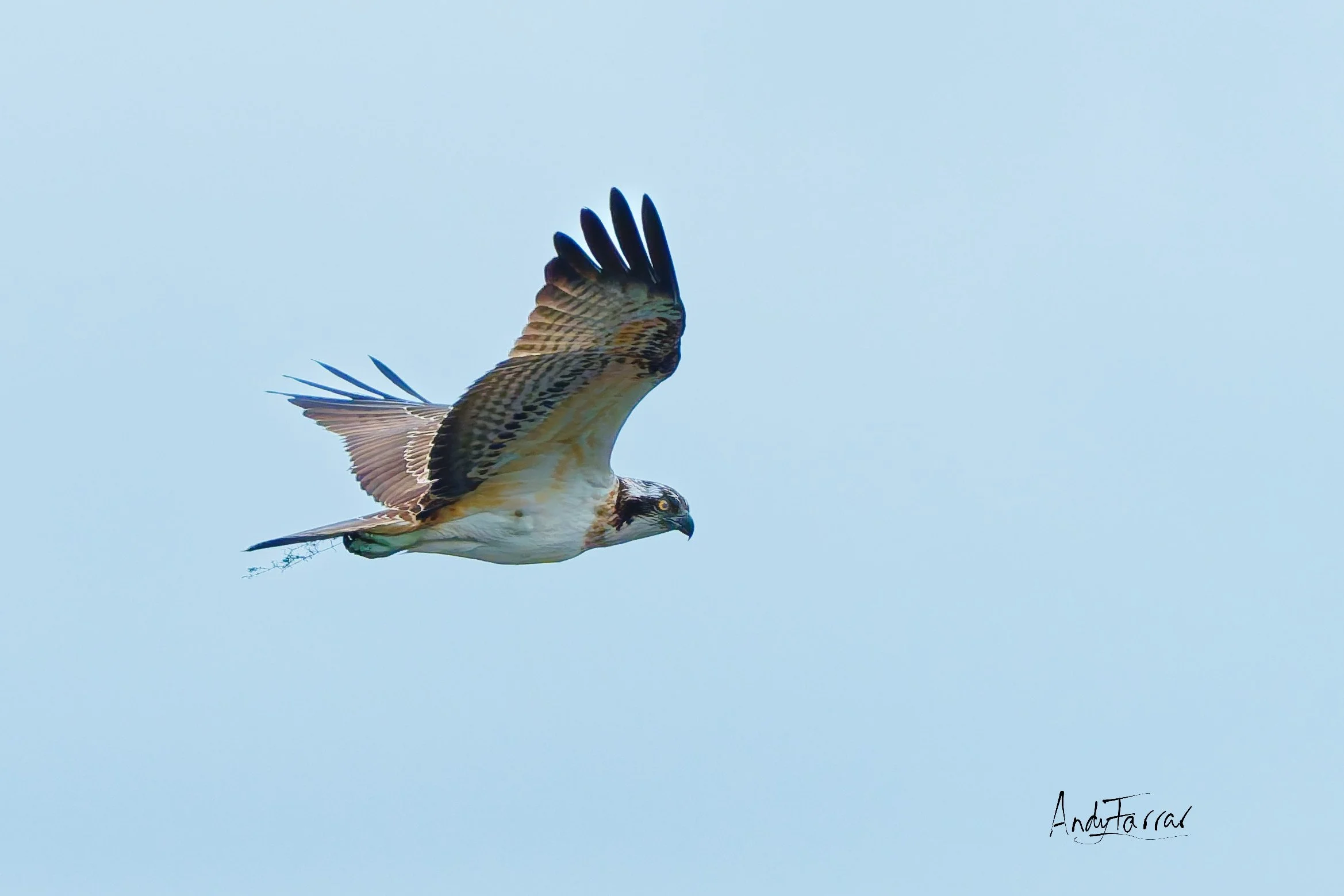 Osprey