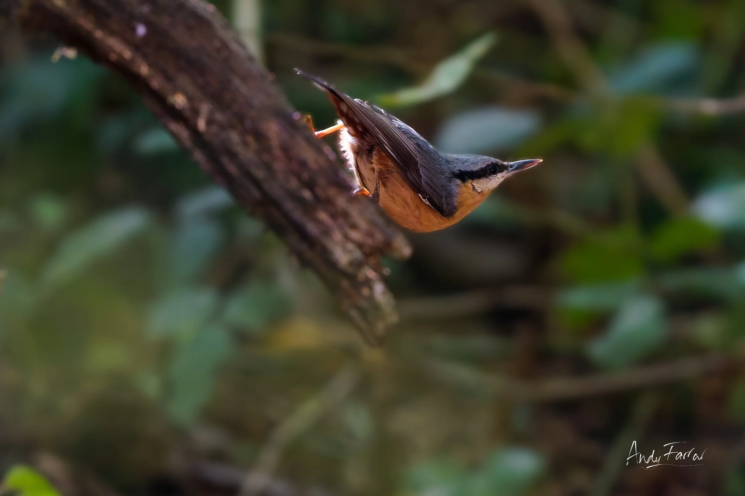 Nuthatch