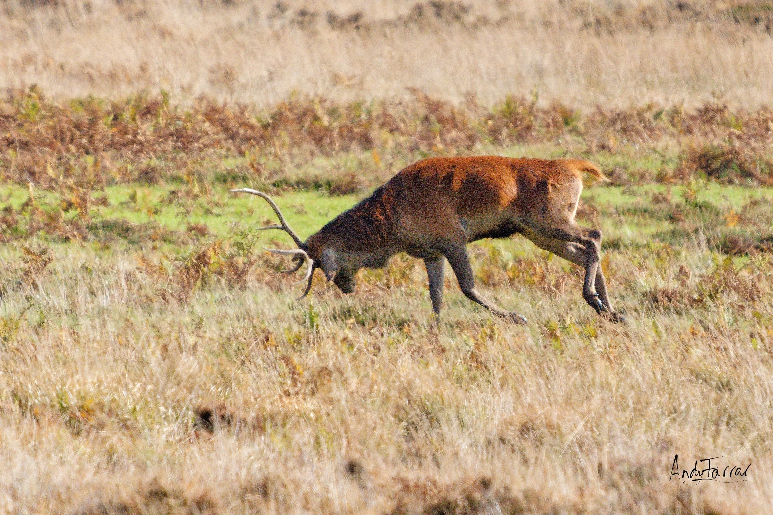 Red Deer Stag Exmoor 01-10-26