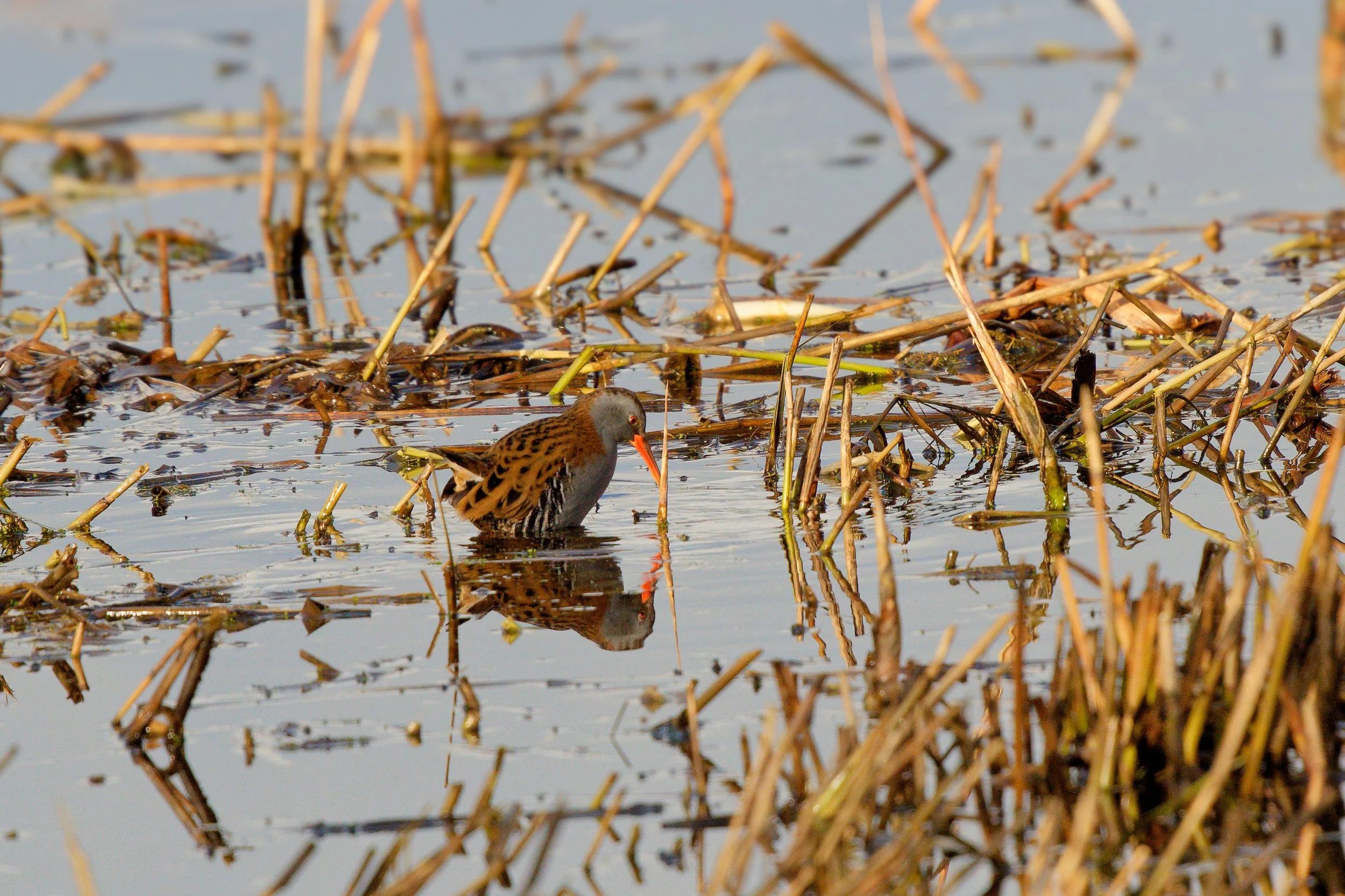 Water Rail