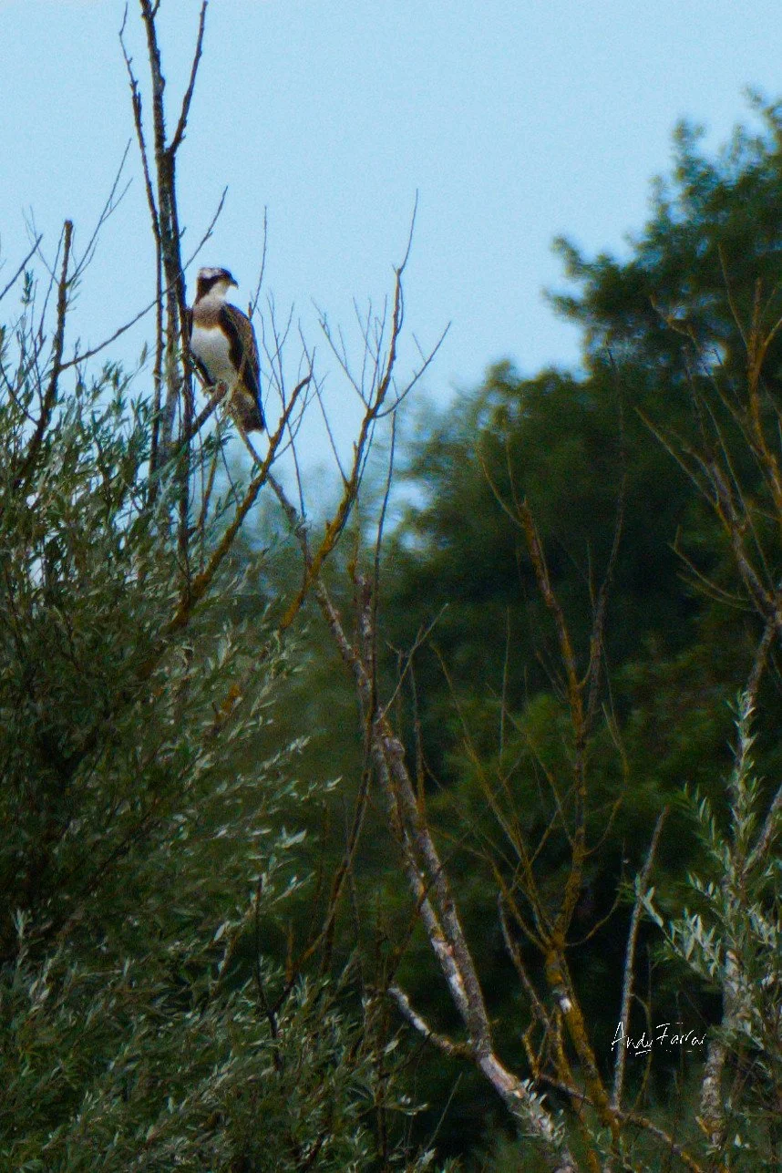 Osprey