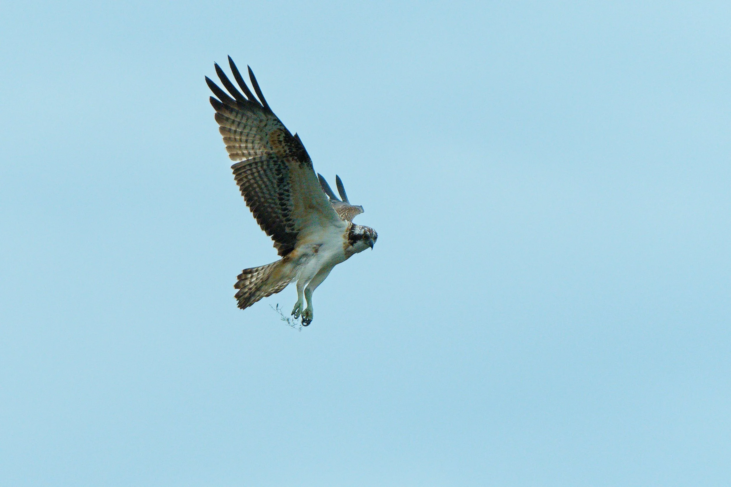 Osprey