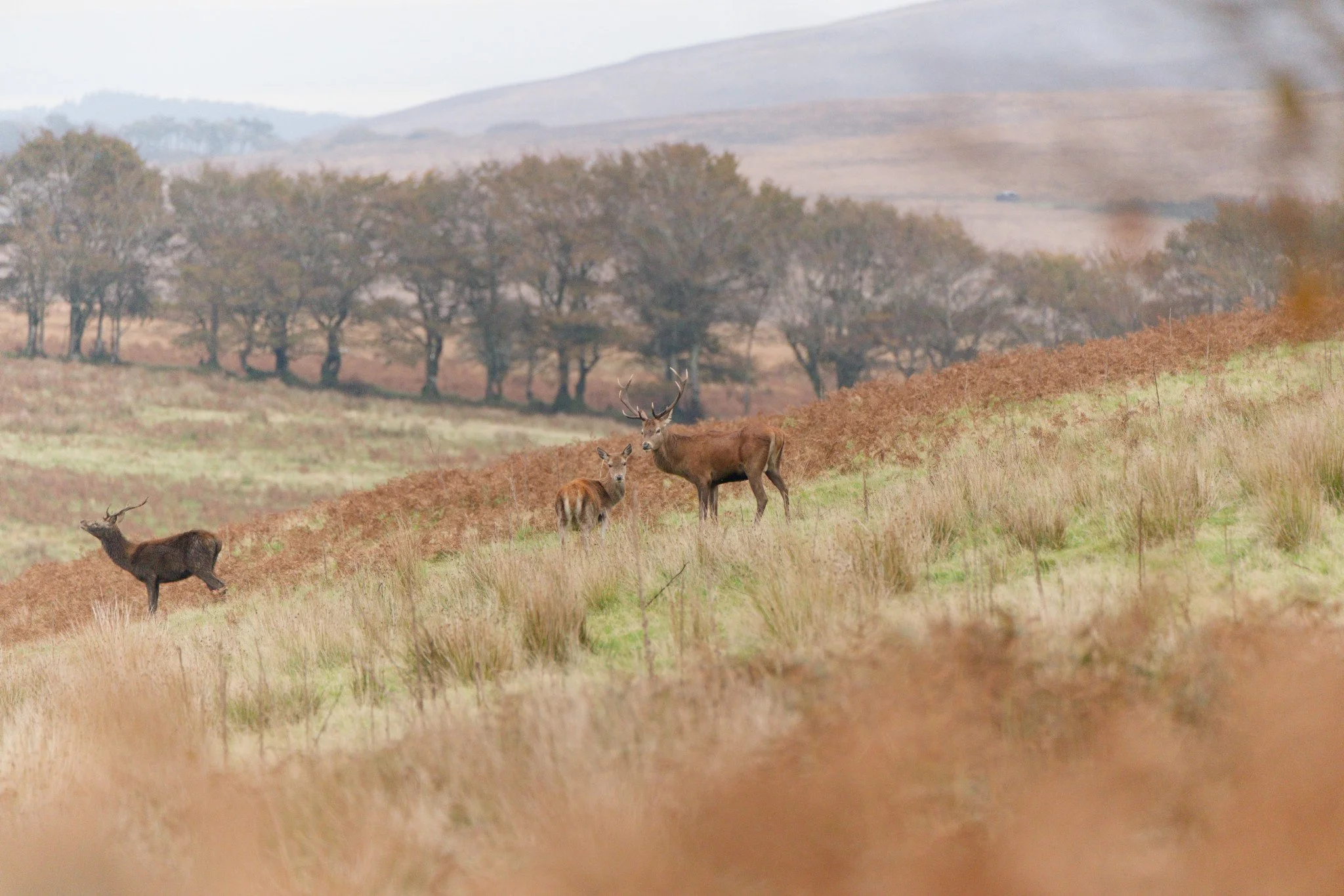 Red Deer on Exmoor