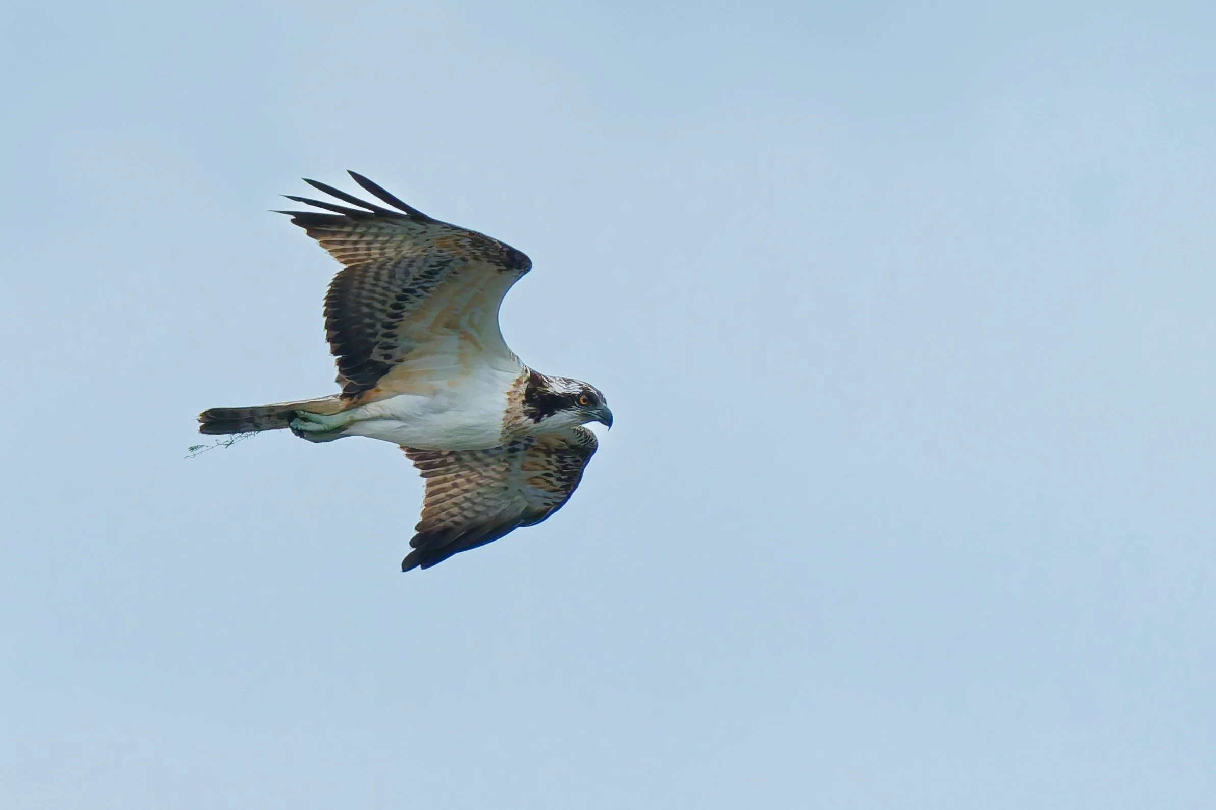 Osprey