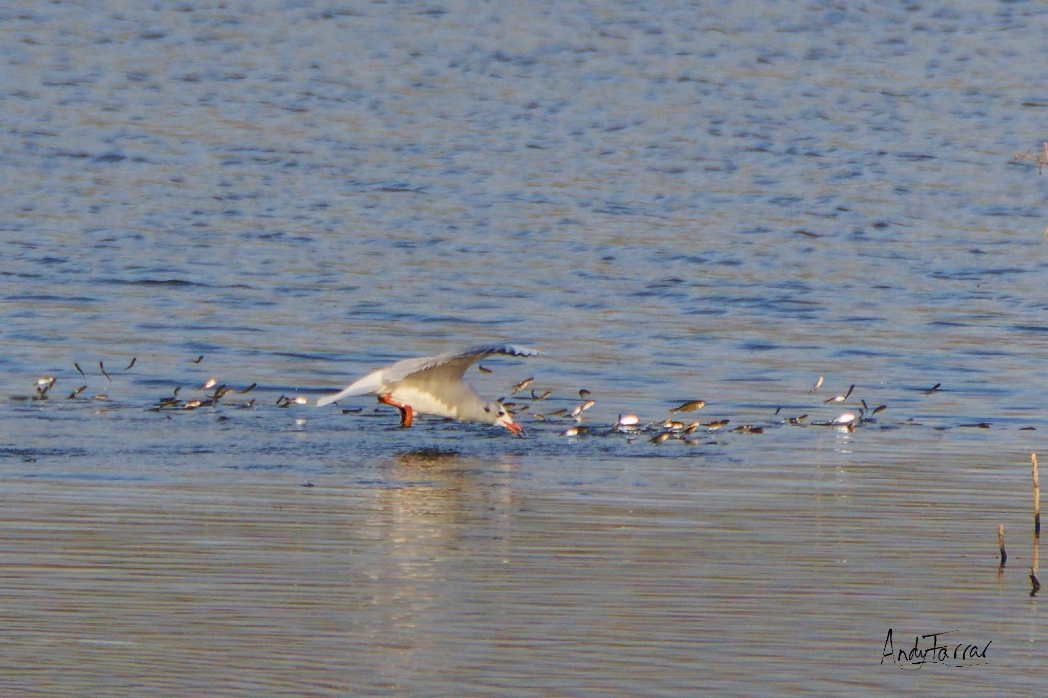 Seagull Chasing Fish