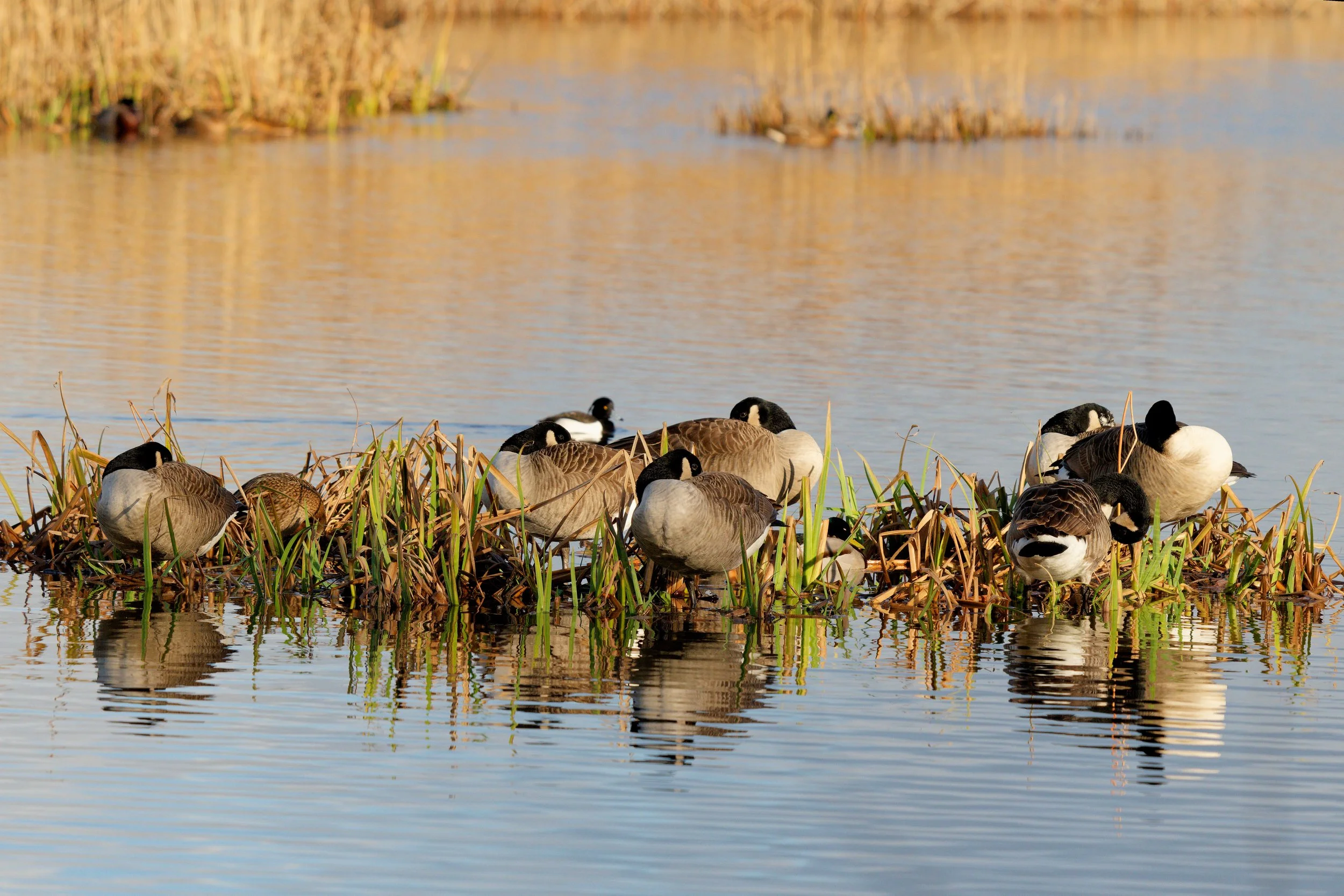 Canada Geese dozing
