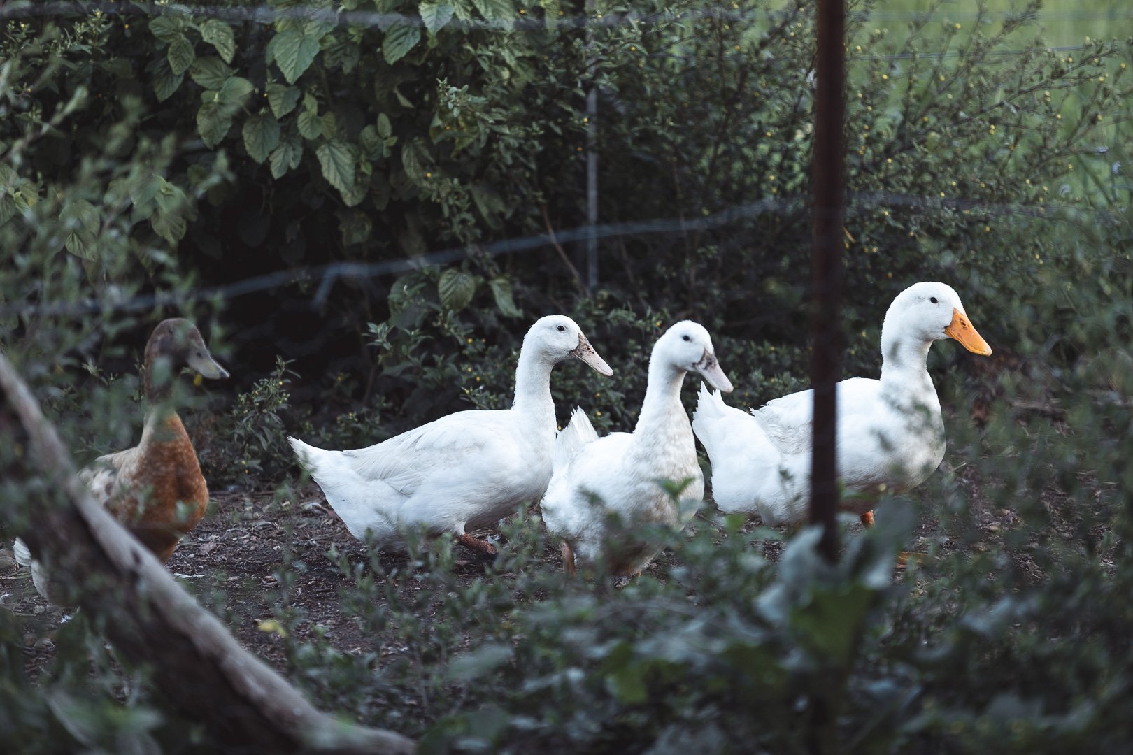 Four ducks and one juvenile duck in a green, leafy environment, surrounded by bushes and trees.