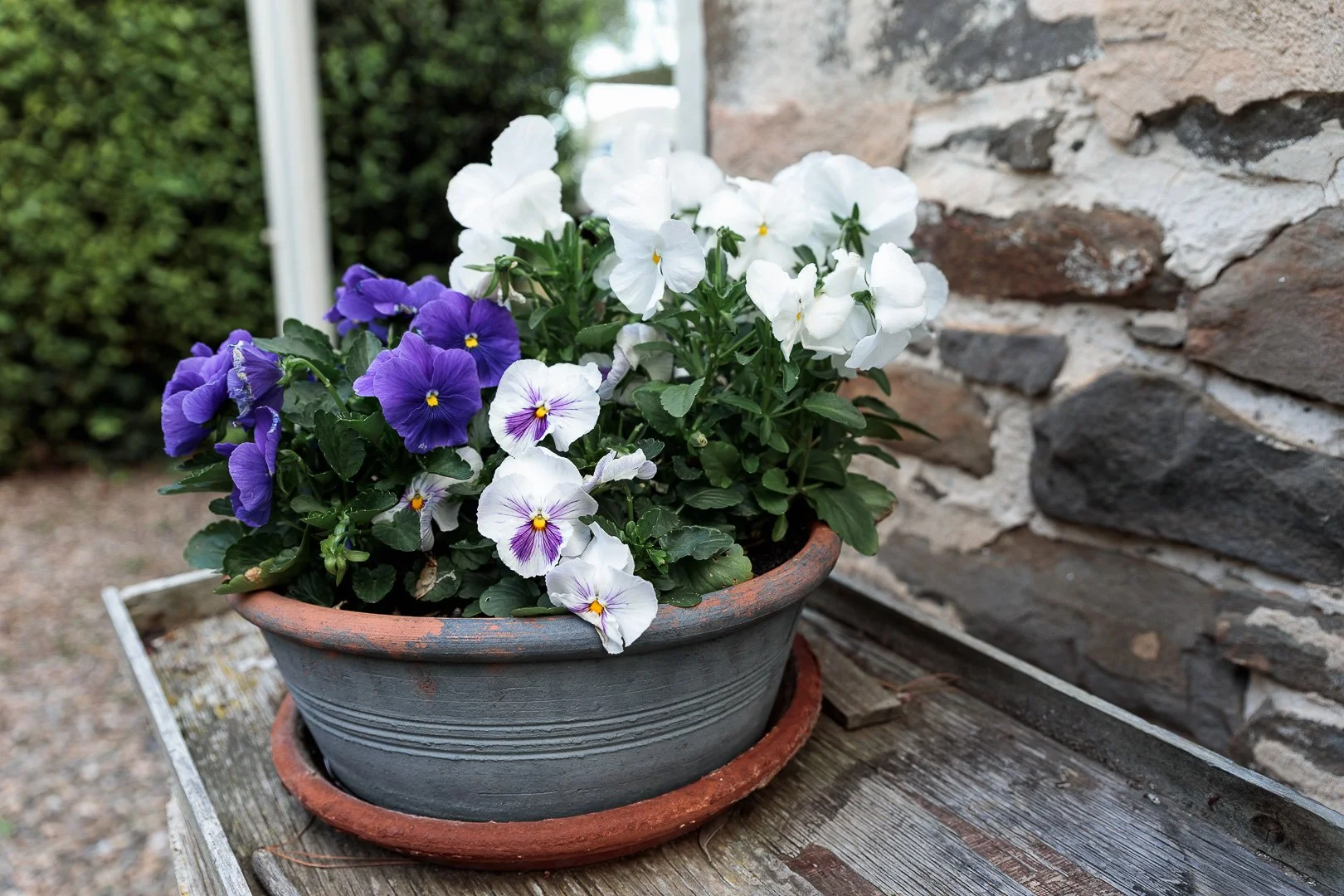 Potted flowers with purple and white pansies on a wooden surface outside a stone wall.