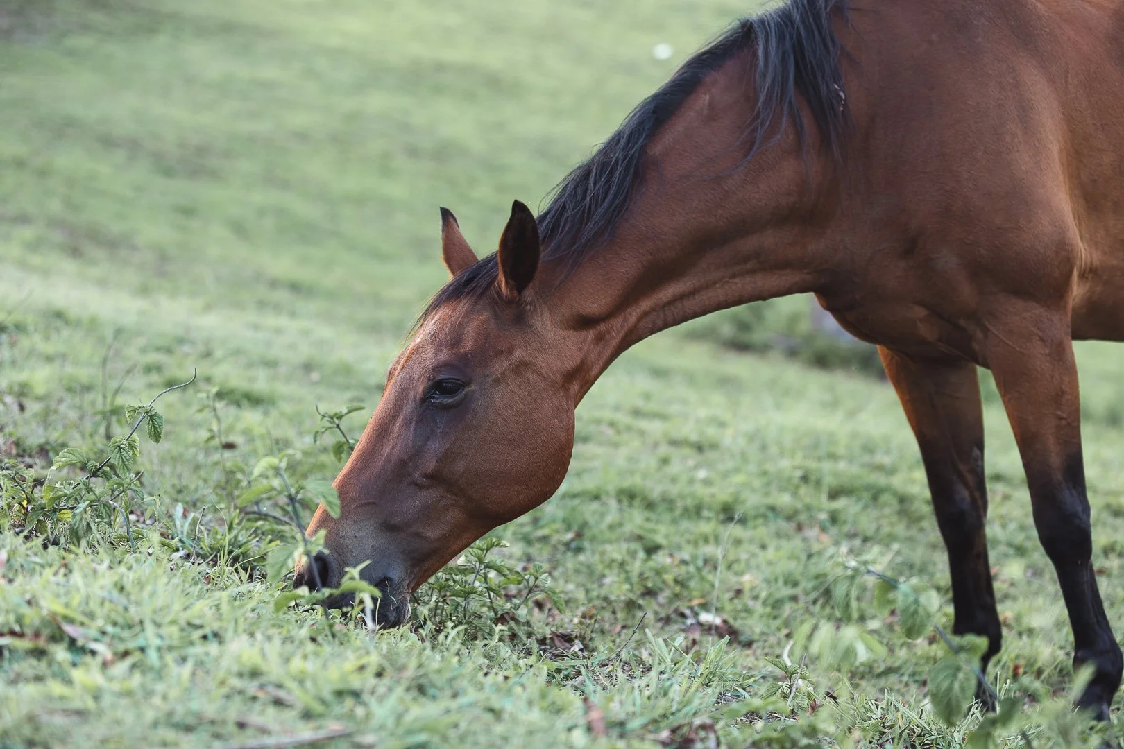 A brown horse grazing on green grass in a field.