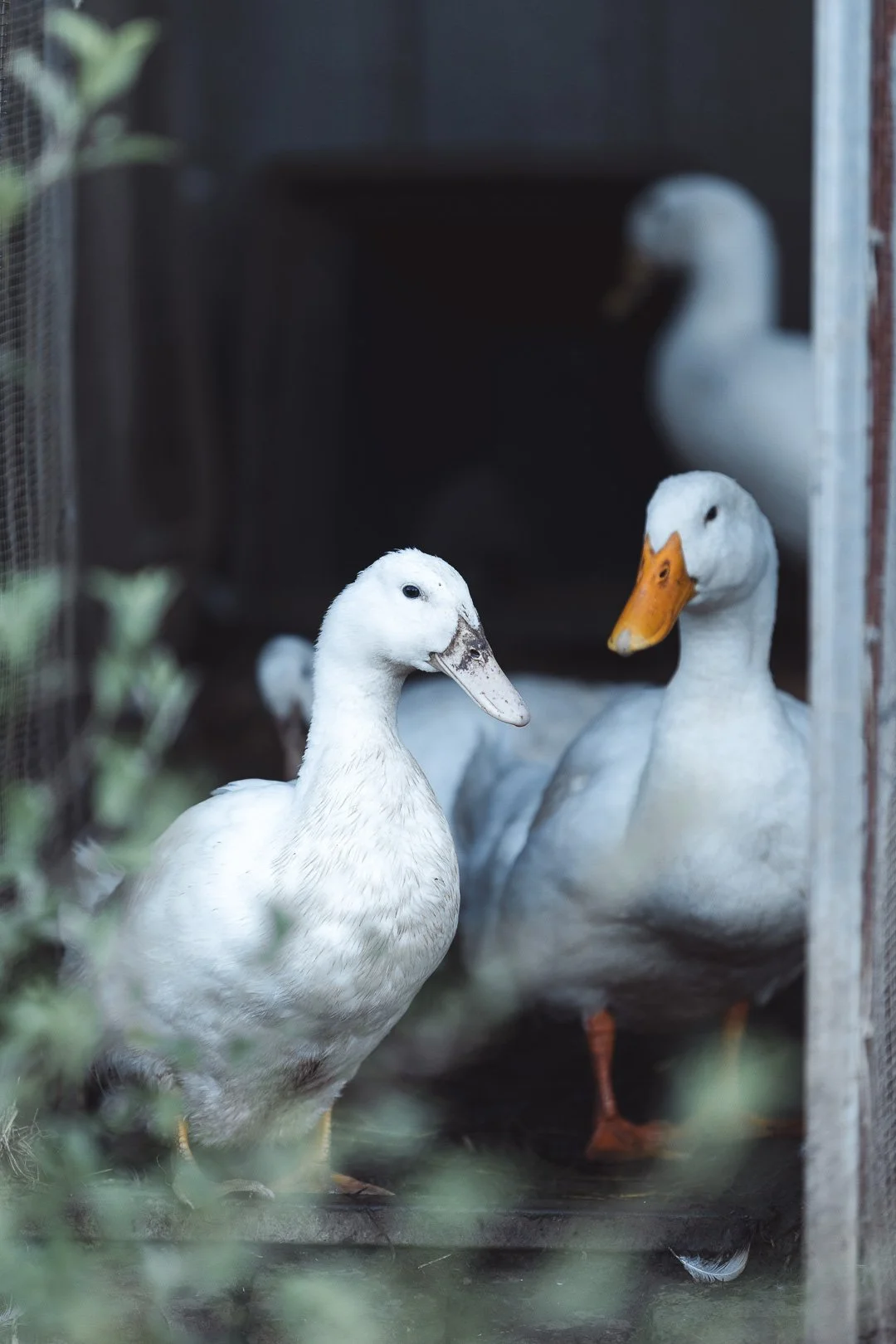 Three white geese standing inside a wooden enclosure, with one in the foreground and two in the background, amidst some greenery.