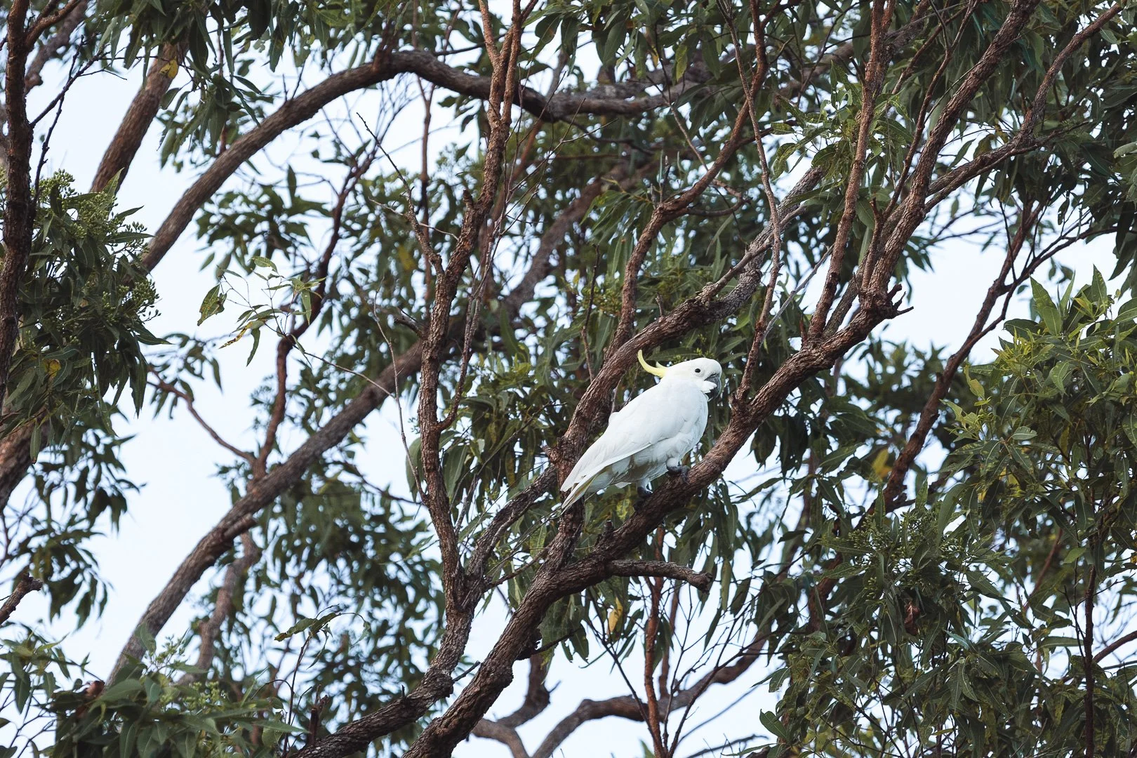 A white cockatoo perched on a tree branch in a leafy tree against a pale sky.