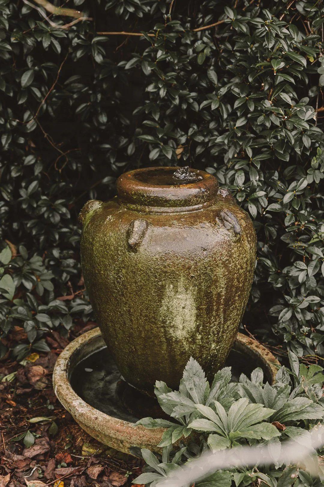 A large moss-covered ceramic water fountain with a round opening on top, placed in a garden surrounded by dark green leafy plants.