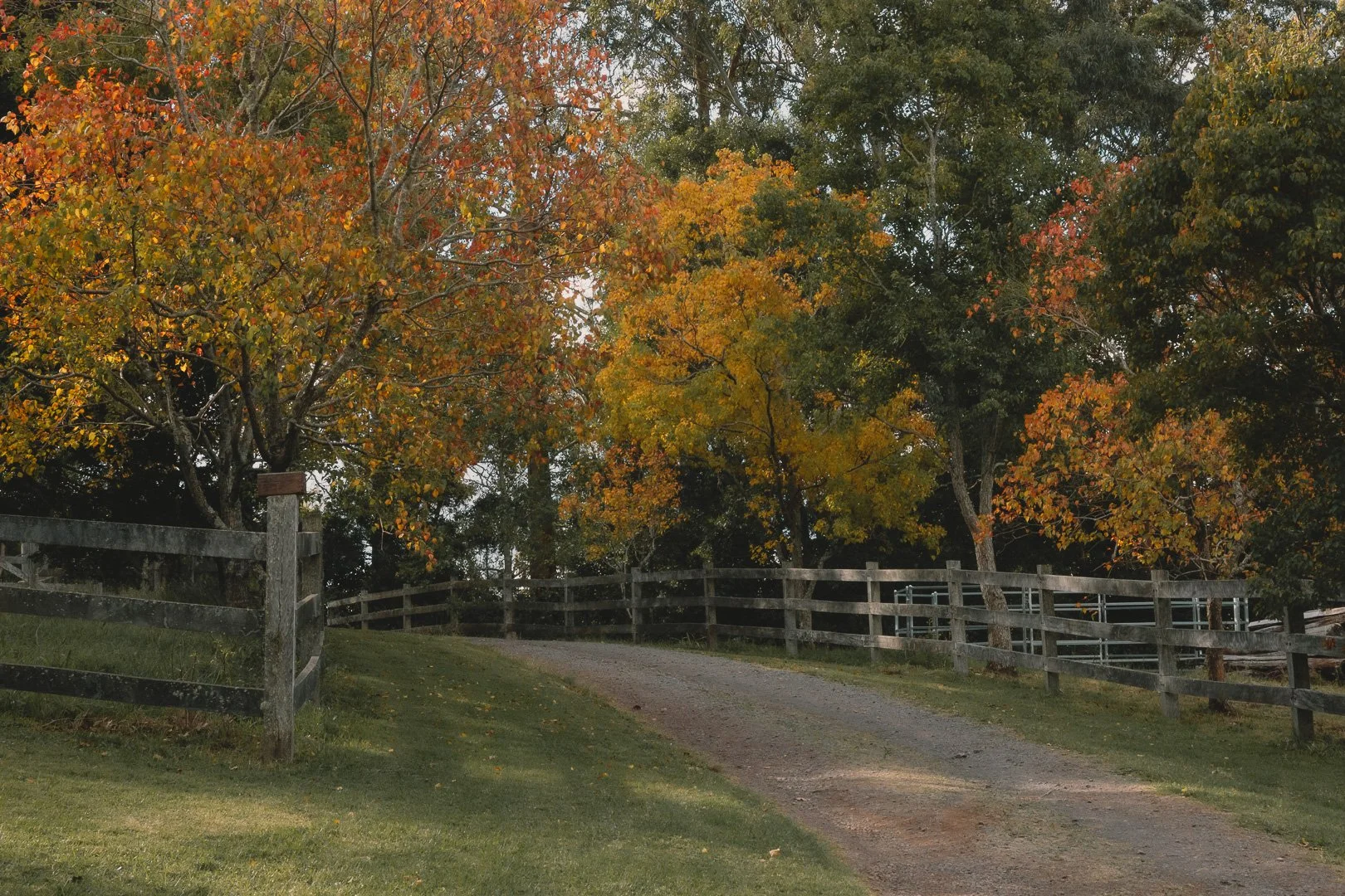 A dirt driveway curves uphill through a grassy yard, flanked by wooden fences on both sides, with trees displaying fall foliage in shades of green, yellow, orange, and red. Leaving a beautiful property following a photography session