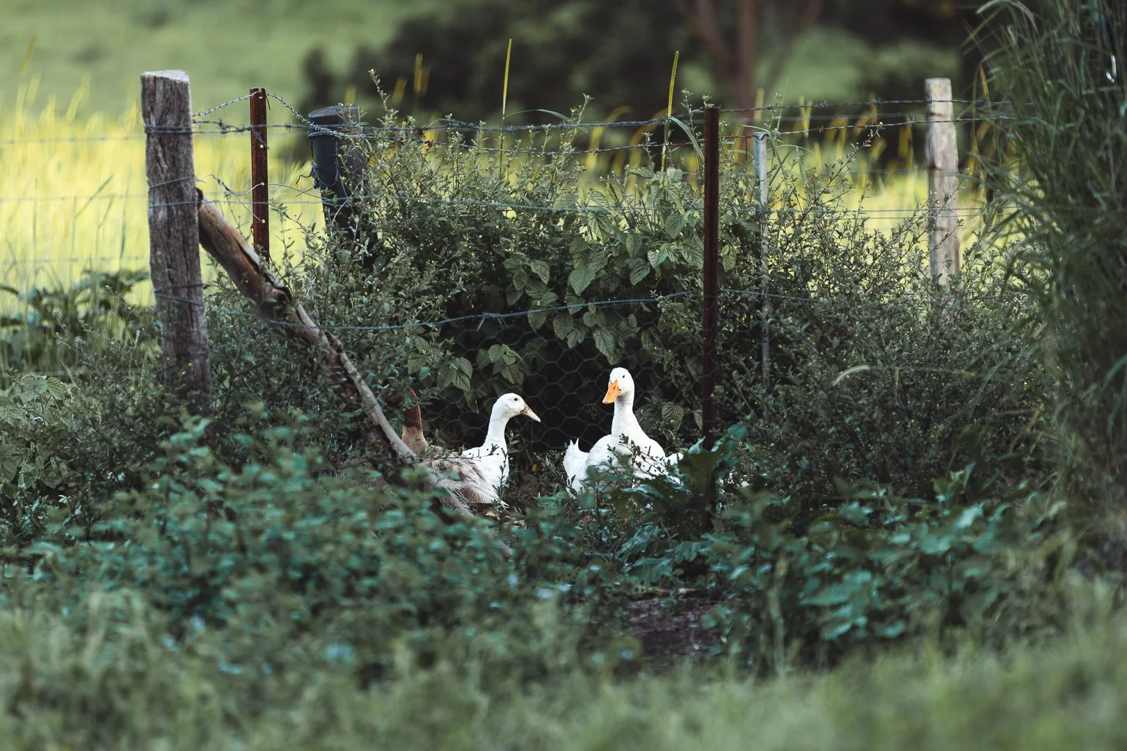 Two white ducks stand among green bushes and plants behind a rustic wire fence in a rural setting, with trees and a grassy field in the background. All part of a boutique accommodation photography session.