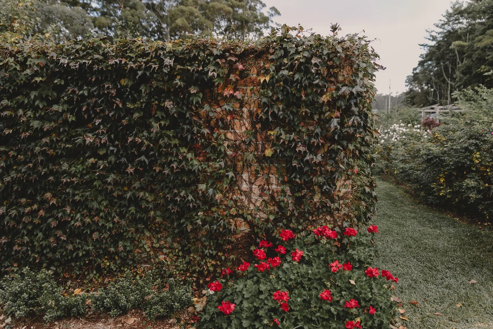 A brick wall covered with green ivy, with bright red flowers at the base, and a garden with grass and other plants on the right.