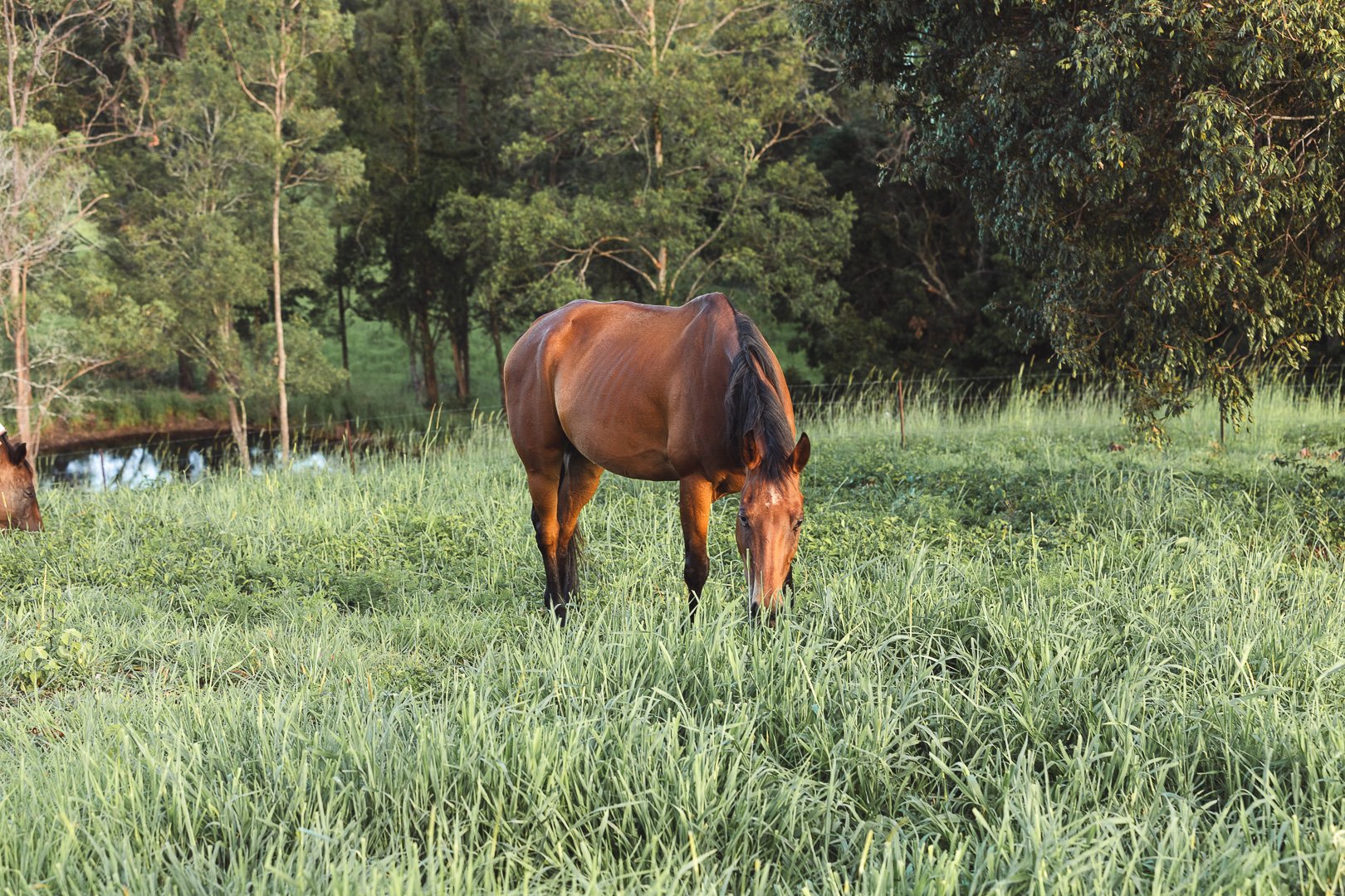 A brown horse grazing in a green field surrounded by trees.