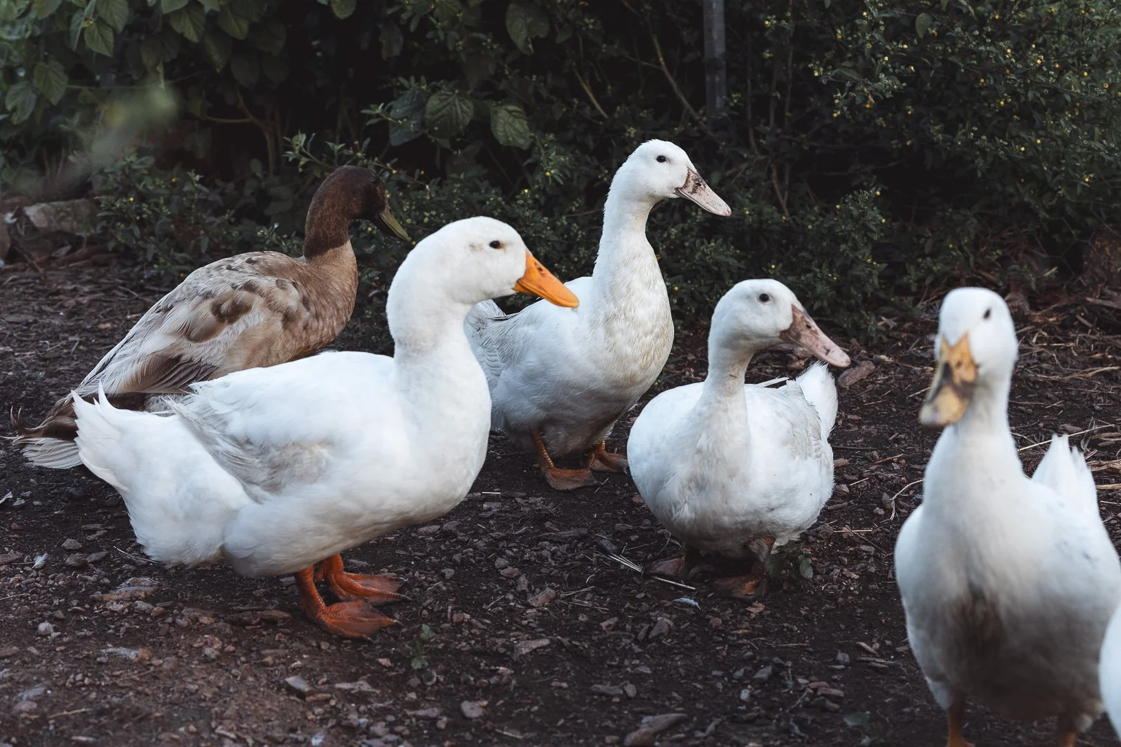 A group of mixed breed ducks standing on dirt ground near bushes.