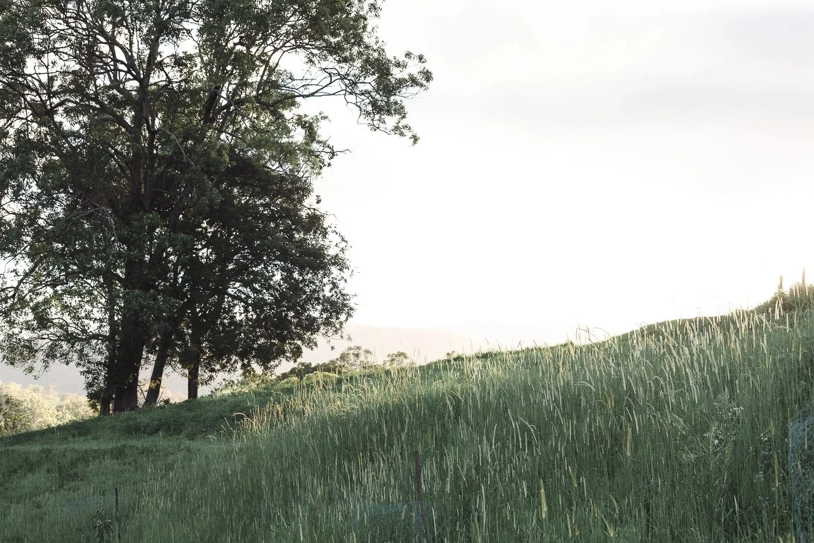 A grassy hill with tall green grass and a large tree on the left side, under a bright sky.