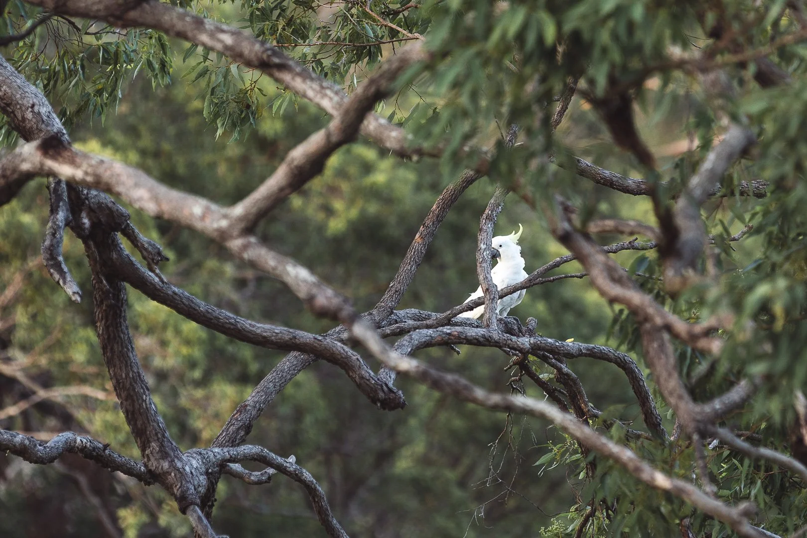 A white cockatoo with a yellow crest perched on a twisted branch of a tree with dense green foliage.