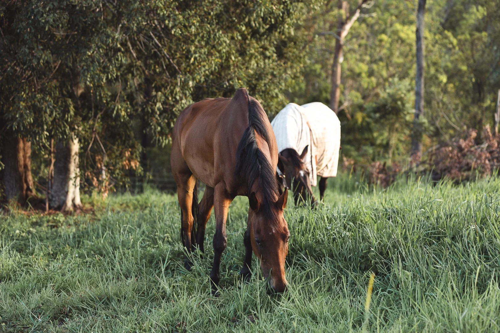 Two horses grazing on green grass in a wooded area with trees in the background