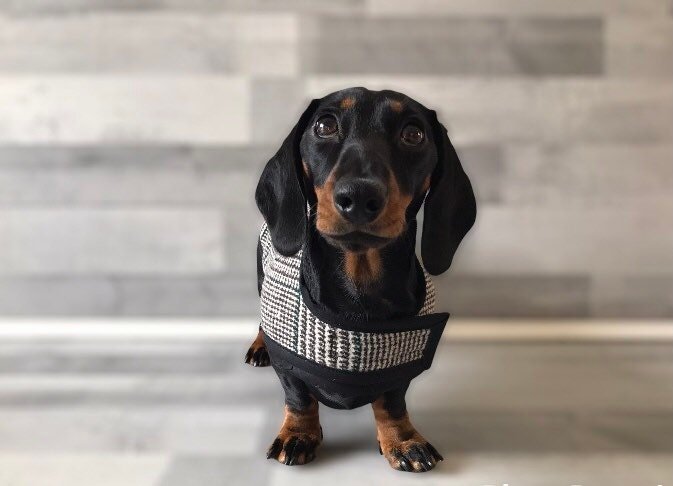 Mini Dachshund Coat Dapper Dachery Jackets Mini Dachshund Coat Dapper, Do Dachshunds Need Coats