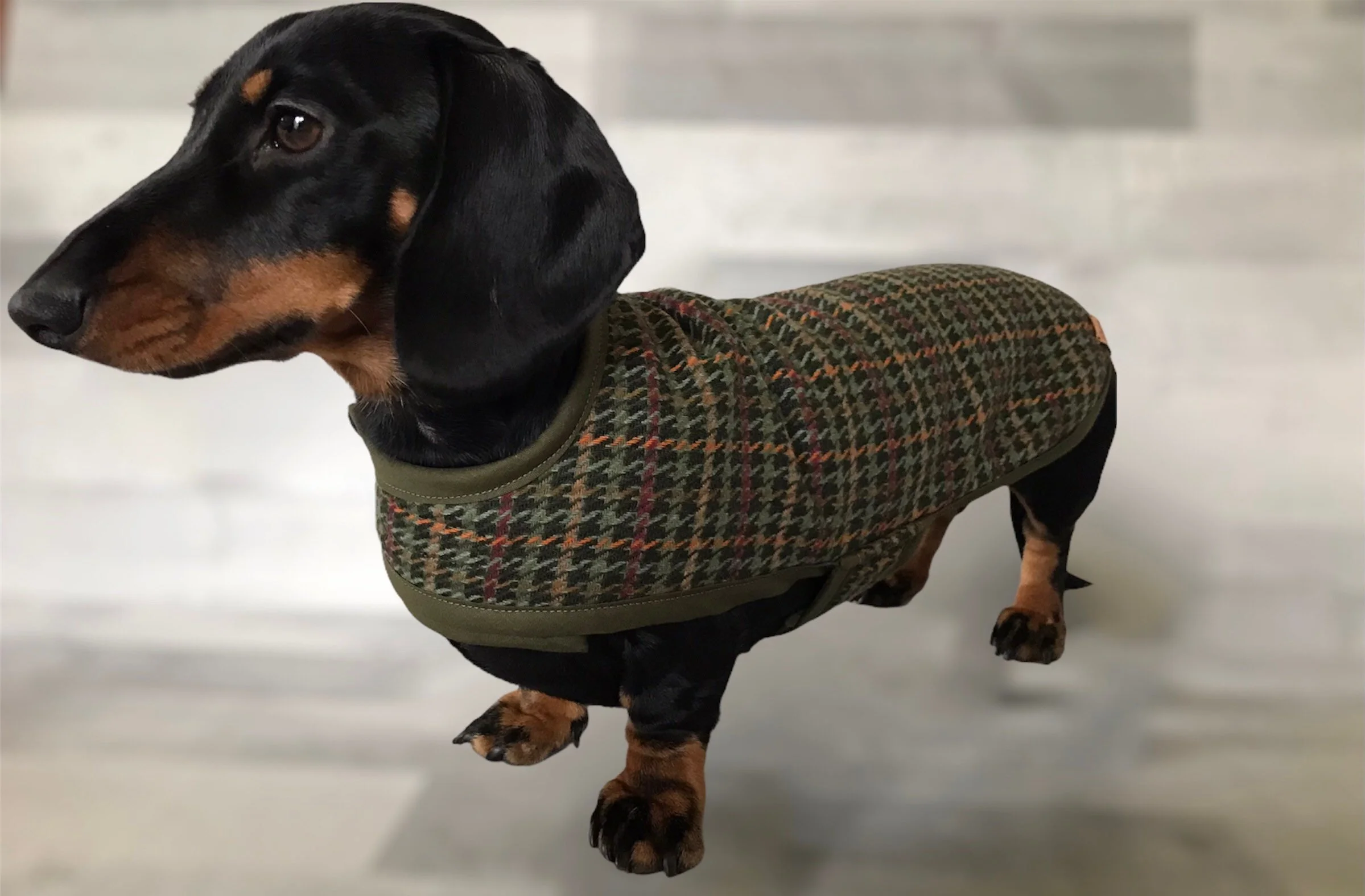 mini dachshund jackets