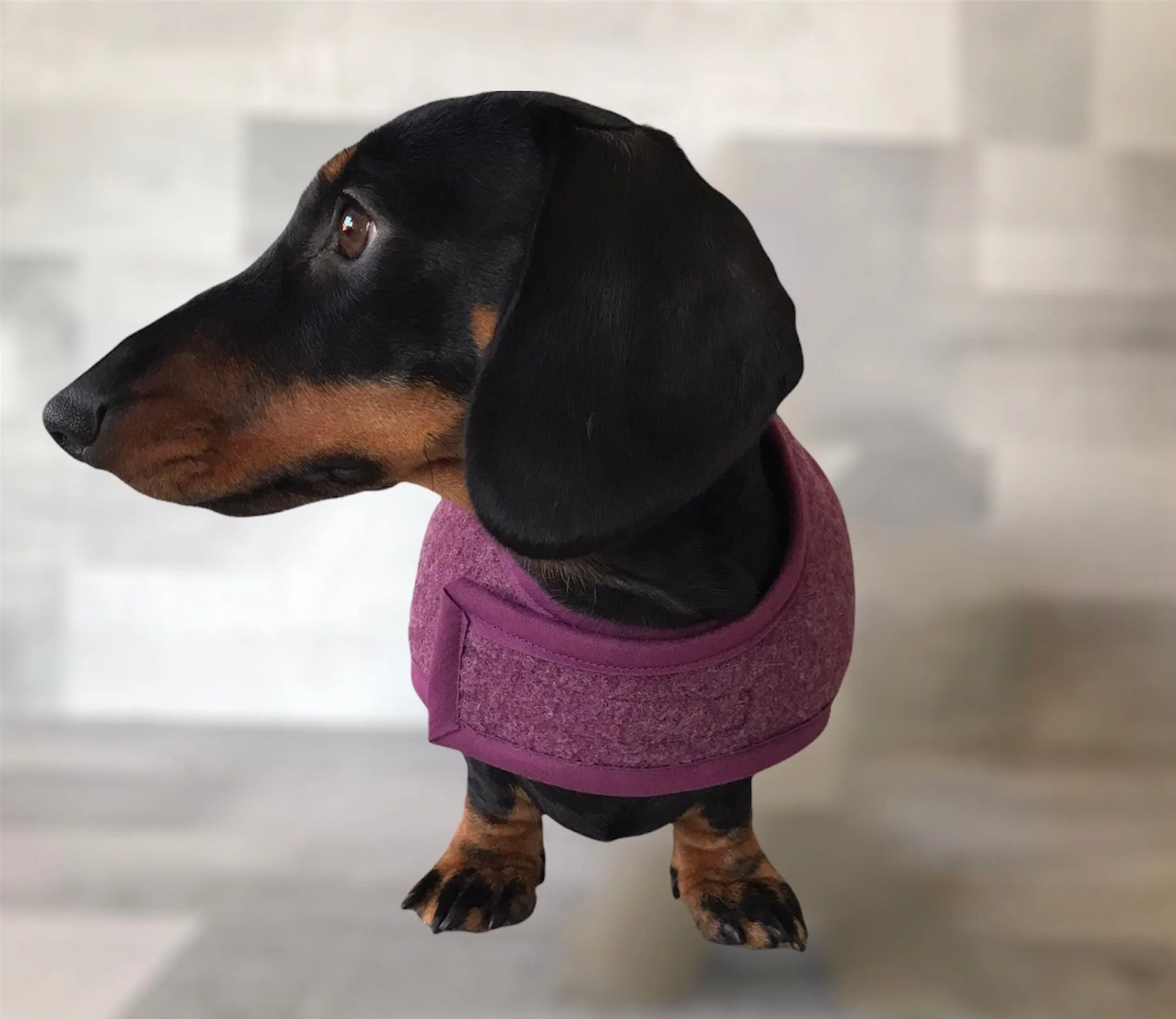 Mini dachshund coat Clearance