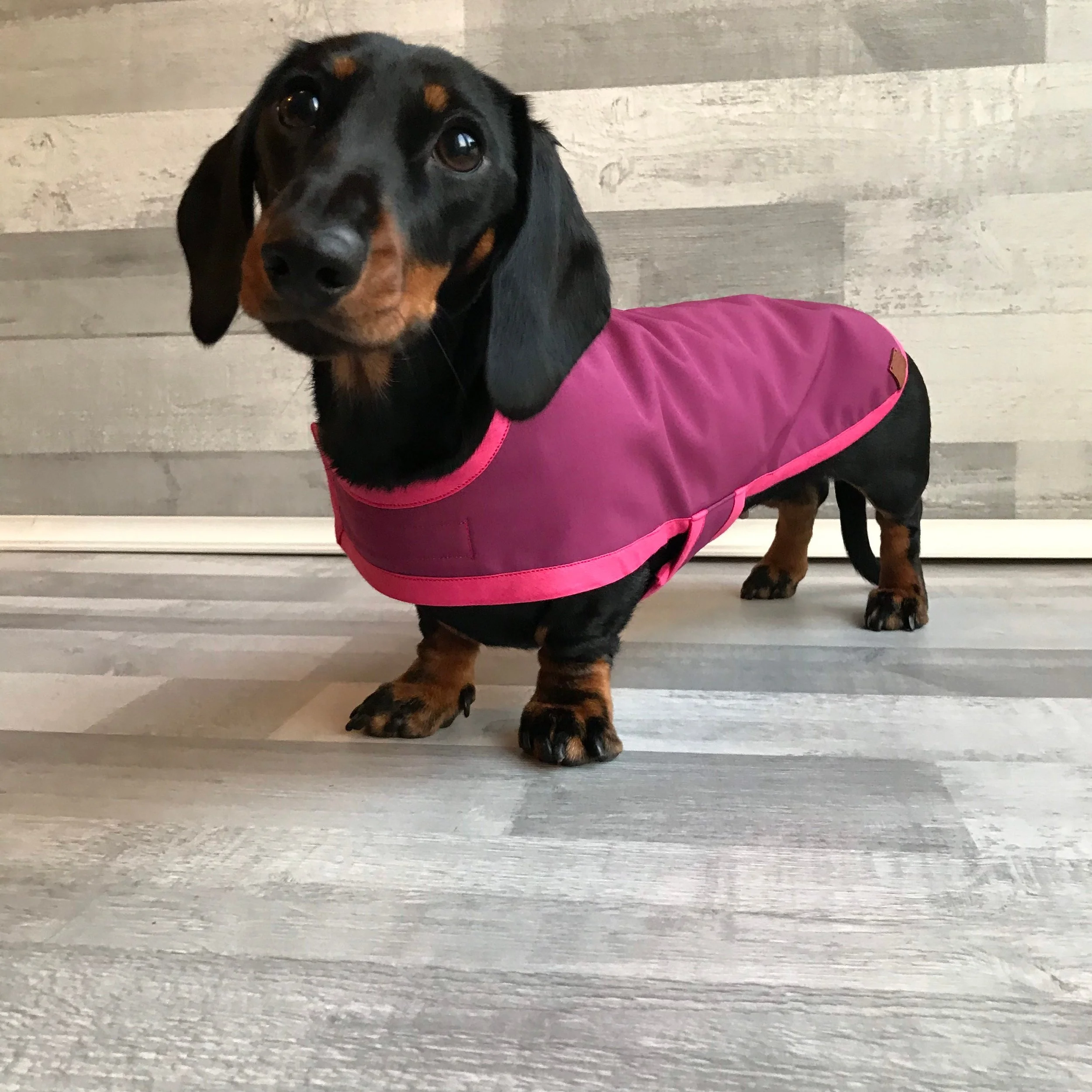 mini dachshund coat