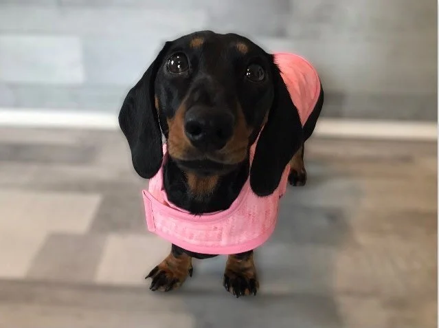 dachshund equafleece
