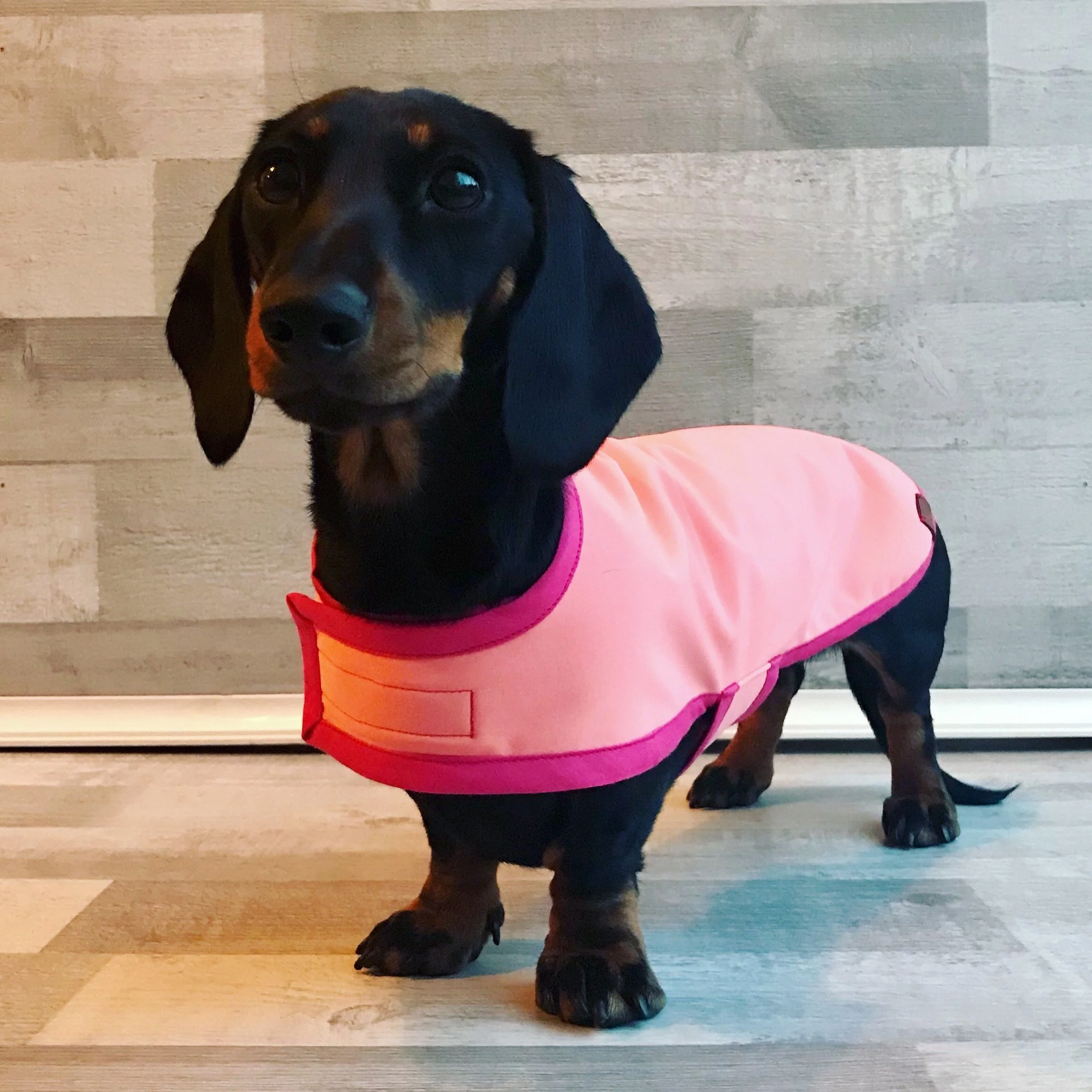 dachshund equafleece