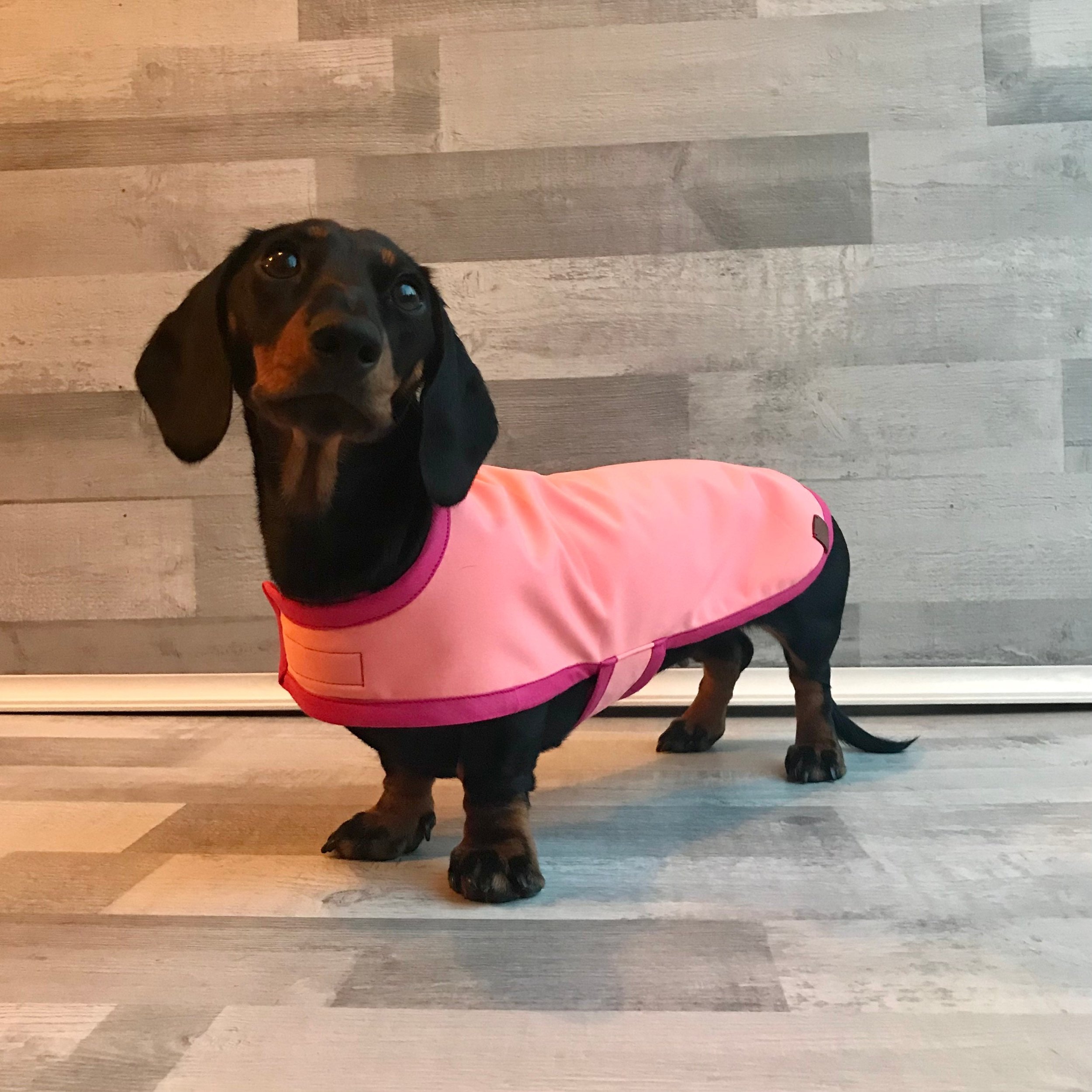 dachsie equafleece