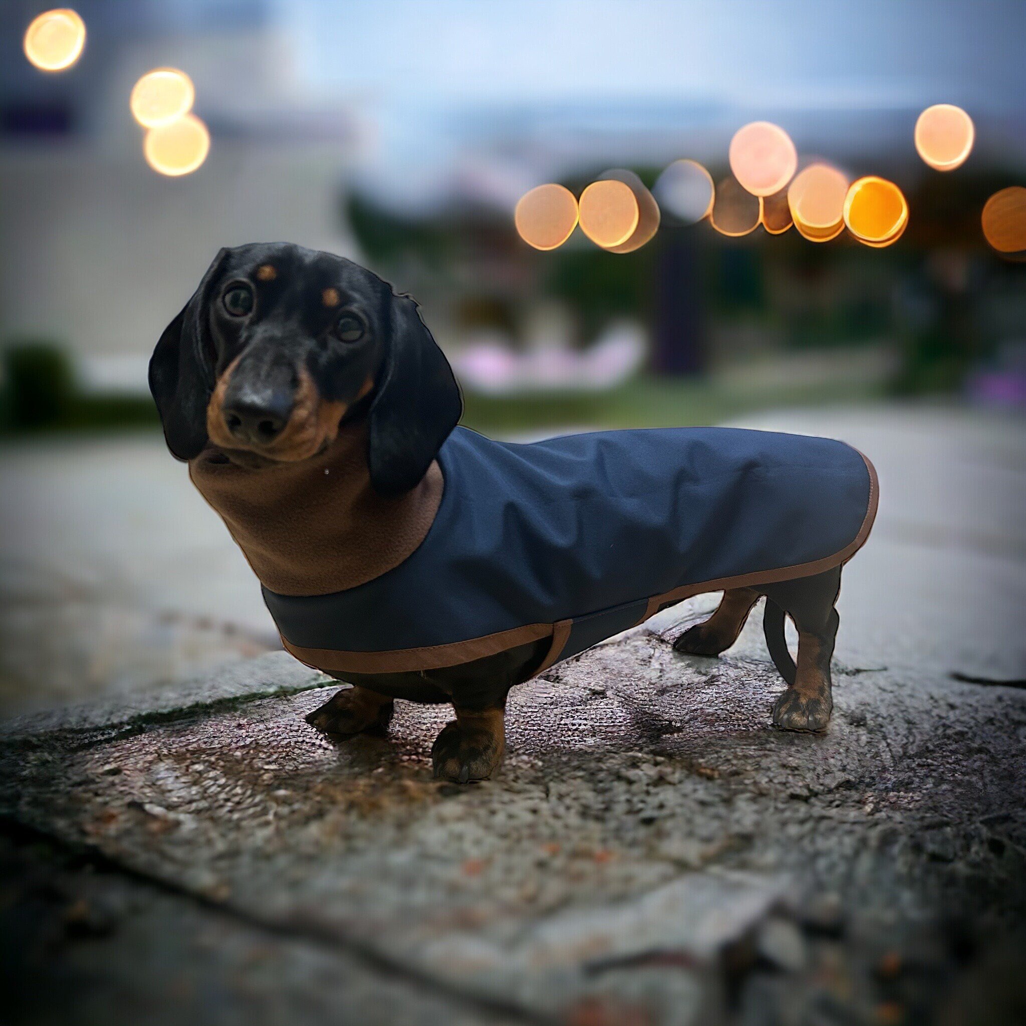 https://i.etsystatic.com/26998722/r/il/6d2659/5796357697/il_fullxfull.5796357697_91xl.jpg