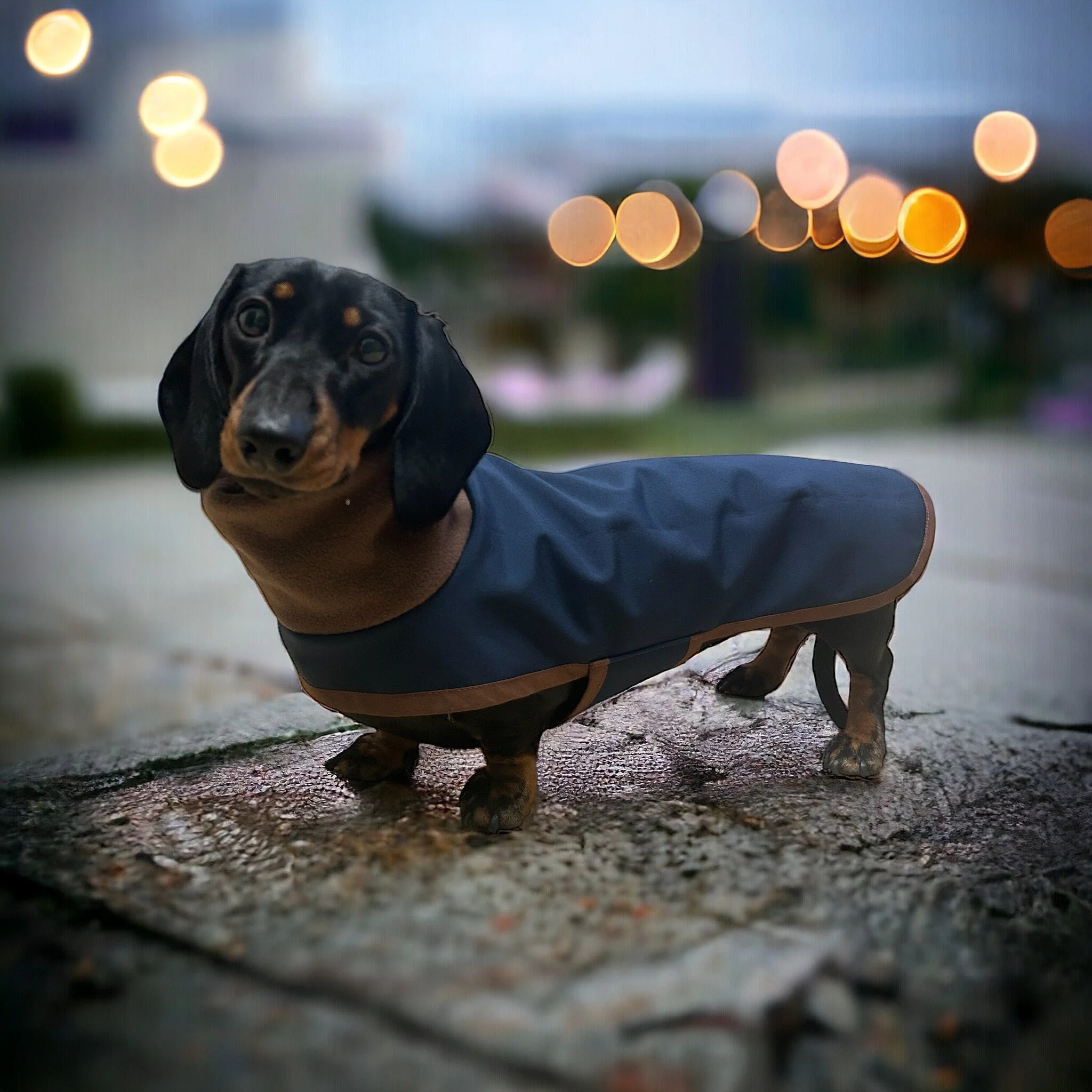 https://i.etsystatic.com/26998722/r/il/6d2659/5796357697/il_fullxfull.5796357697_91xl.jpg
