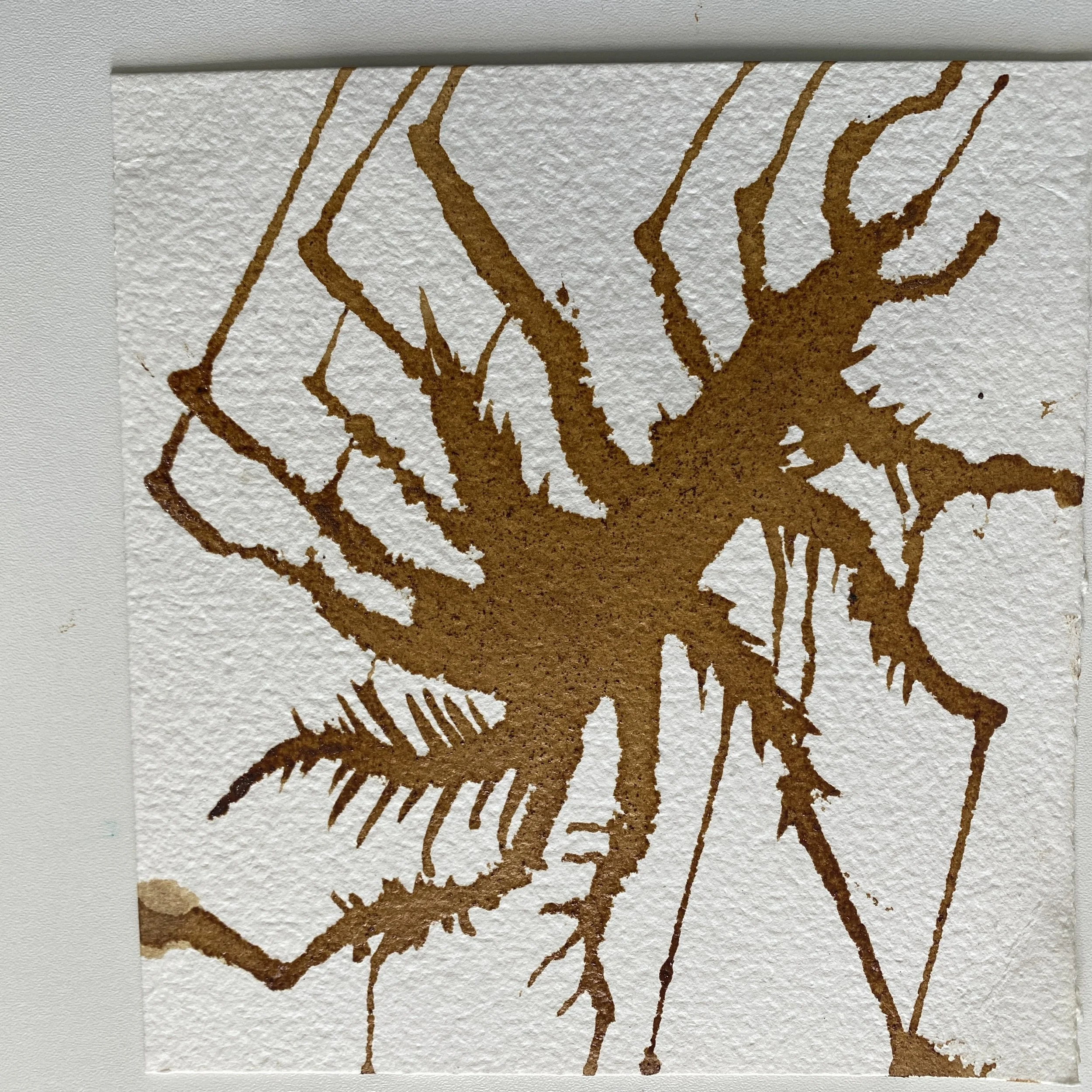 some kind of arachnid in coffee