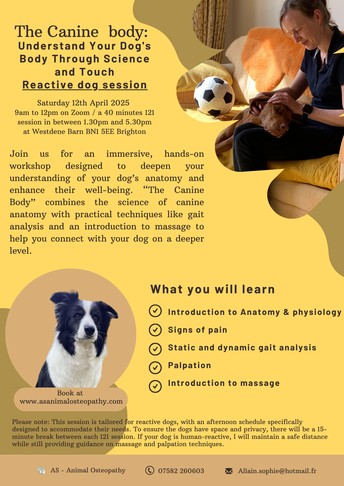 The canine body - reactive dog.png