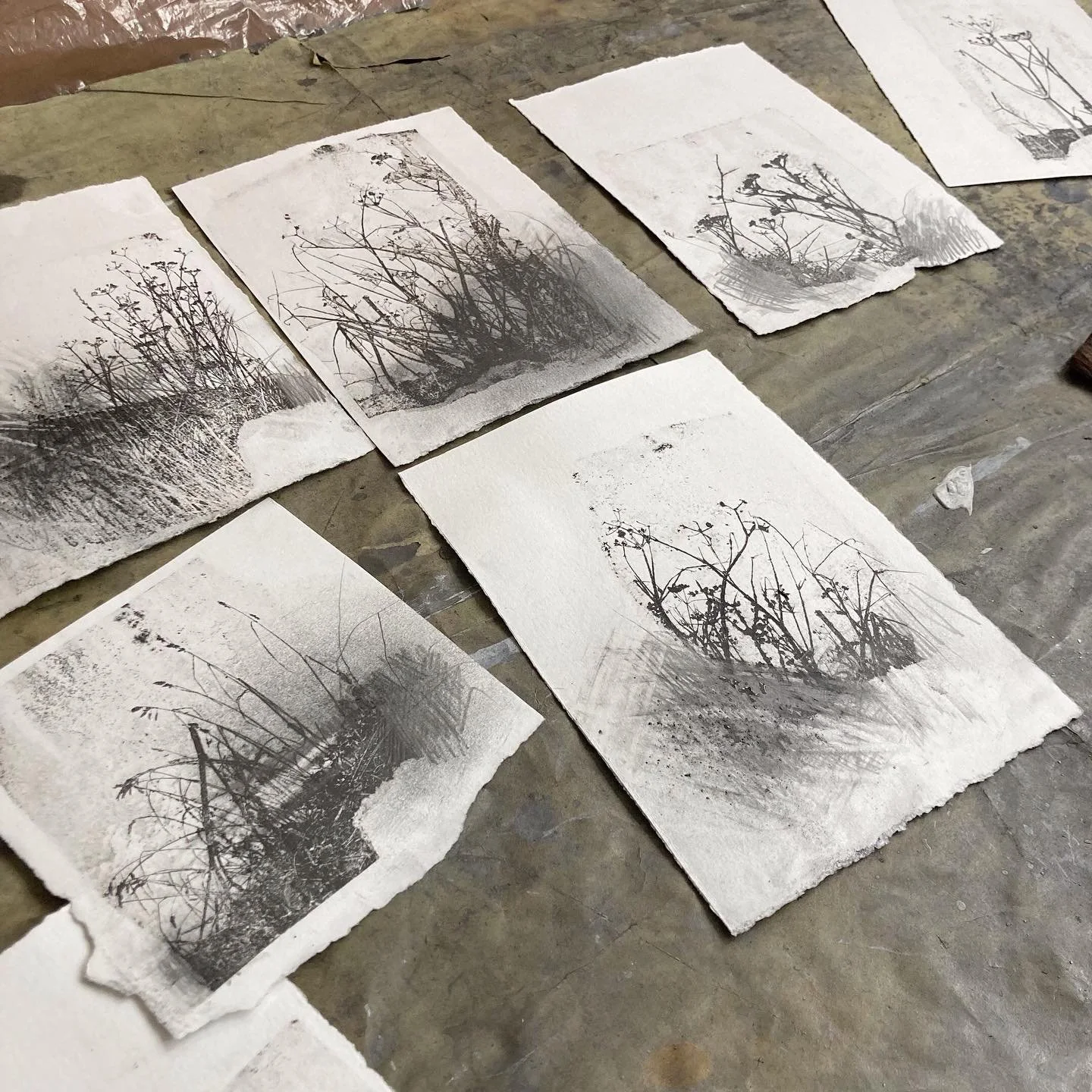 Desk view… working on some small pieces at the moment. 
I used small hedgerow details for the printed element in these, leaving plenty of space to combine with graphite drawn elements and liquid graphite textures adding, removing, building&hel