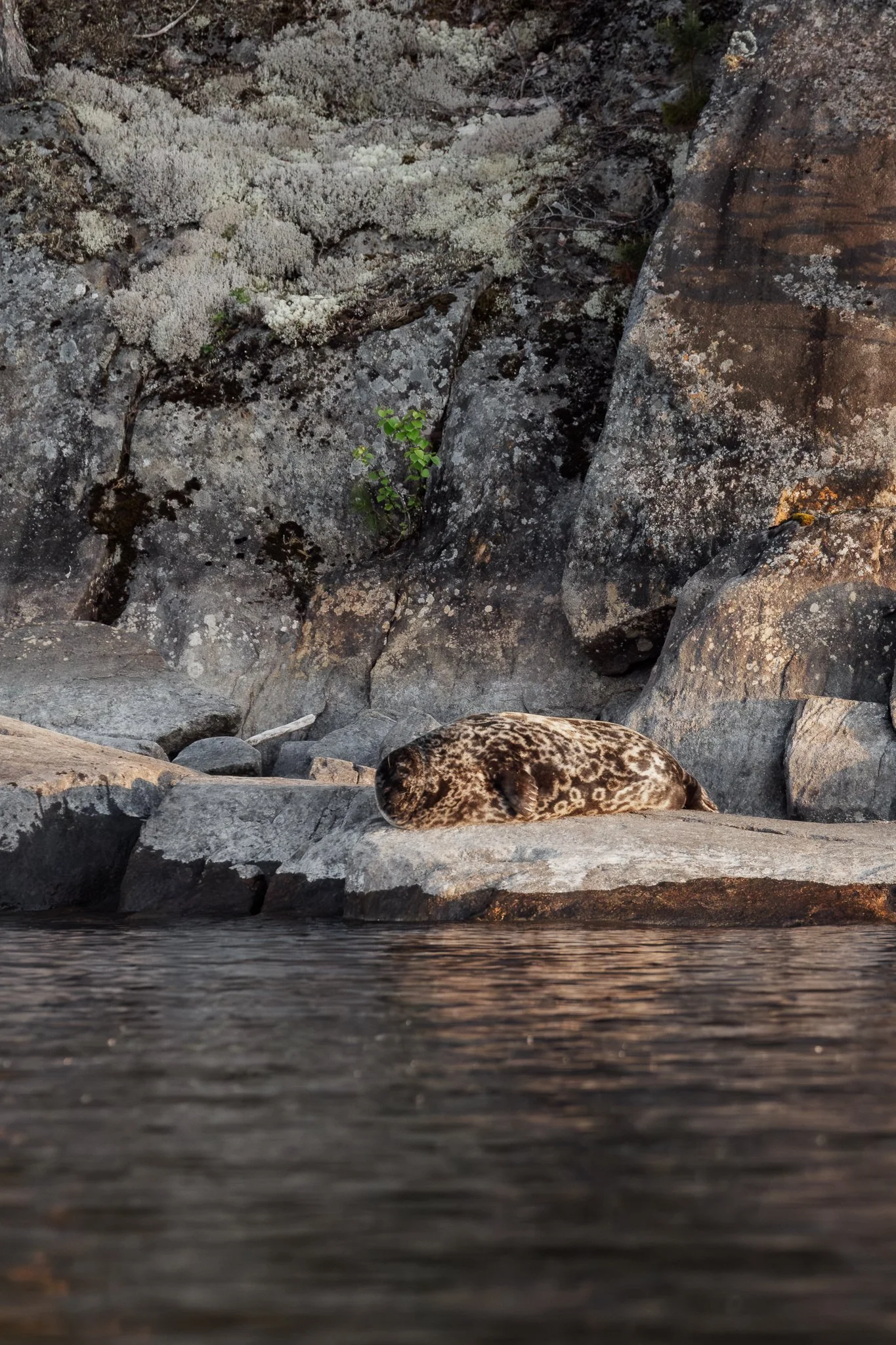 2025_Lake Saimaa_norppasafari_Linnansaari_lowres-2721.jpg