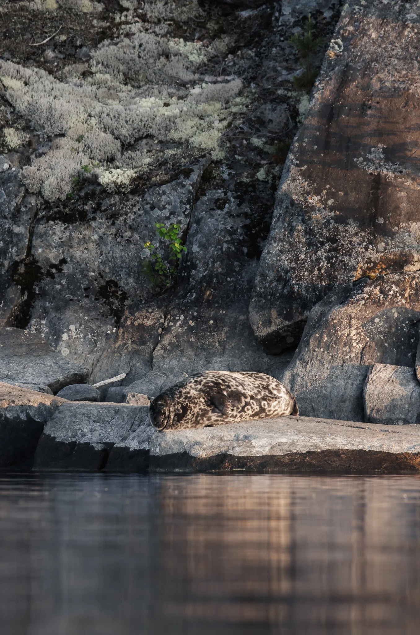 2025_Lake Saimaa_norppasafari_Linnansaari_lowres-2830.jpg