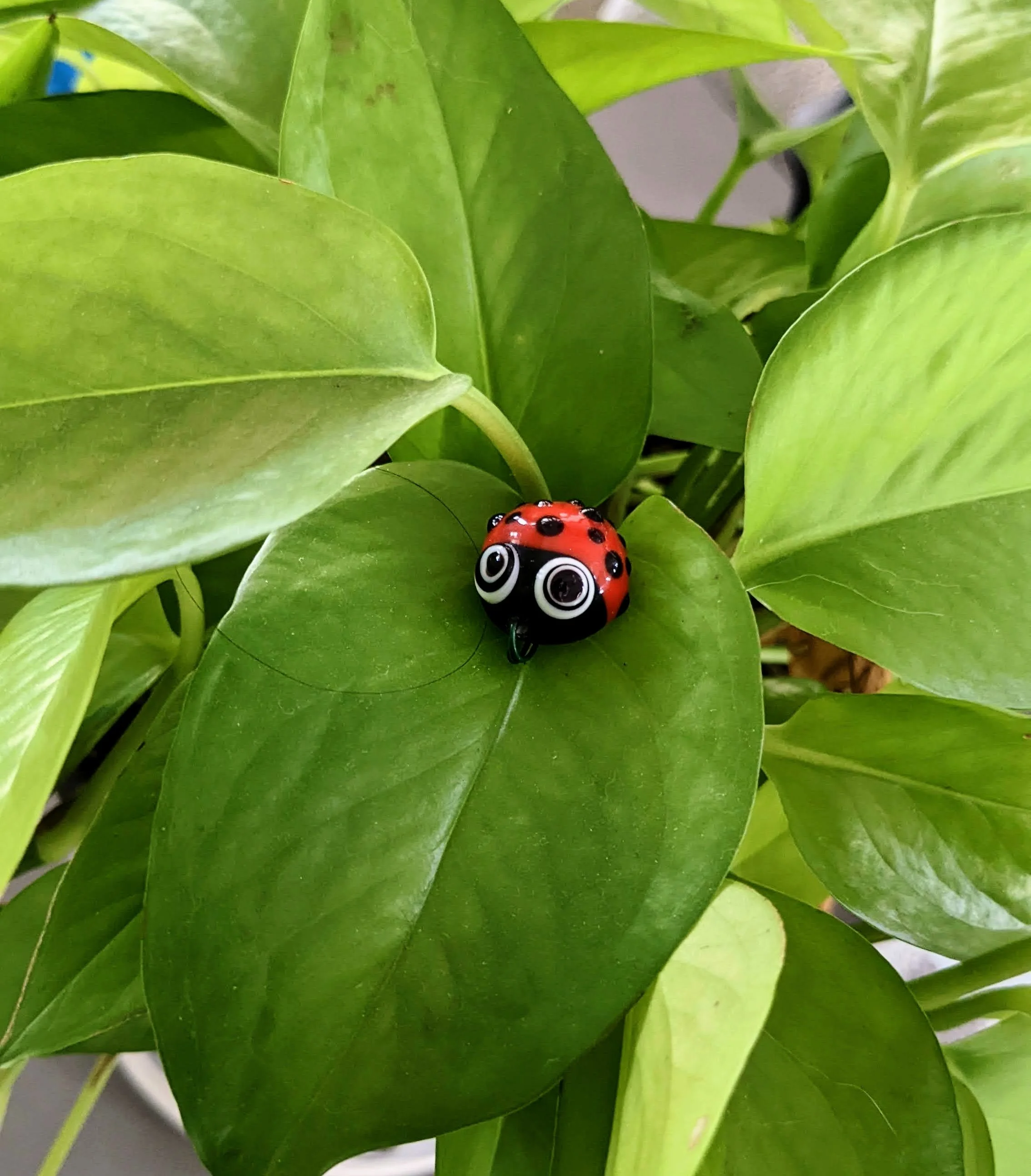 Ladybuginpothos(2).jpg