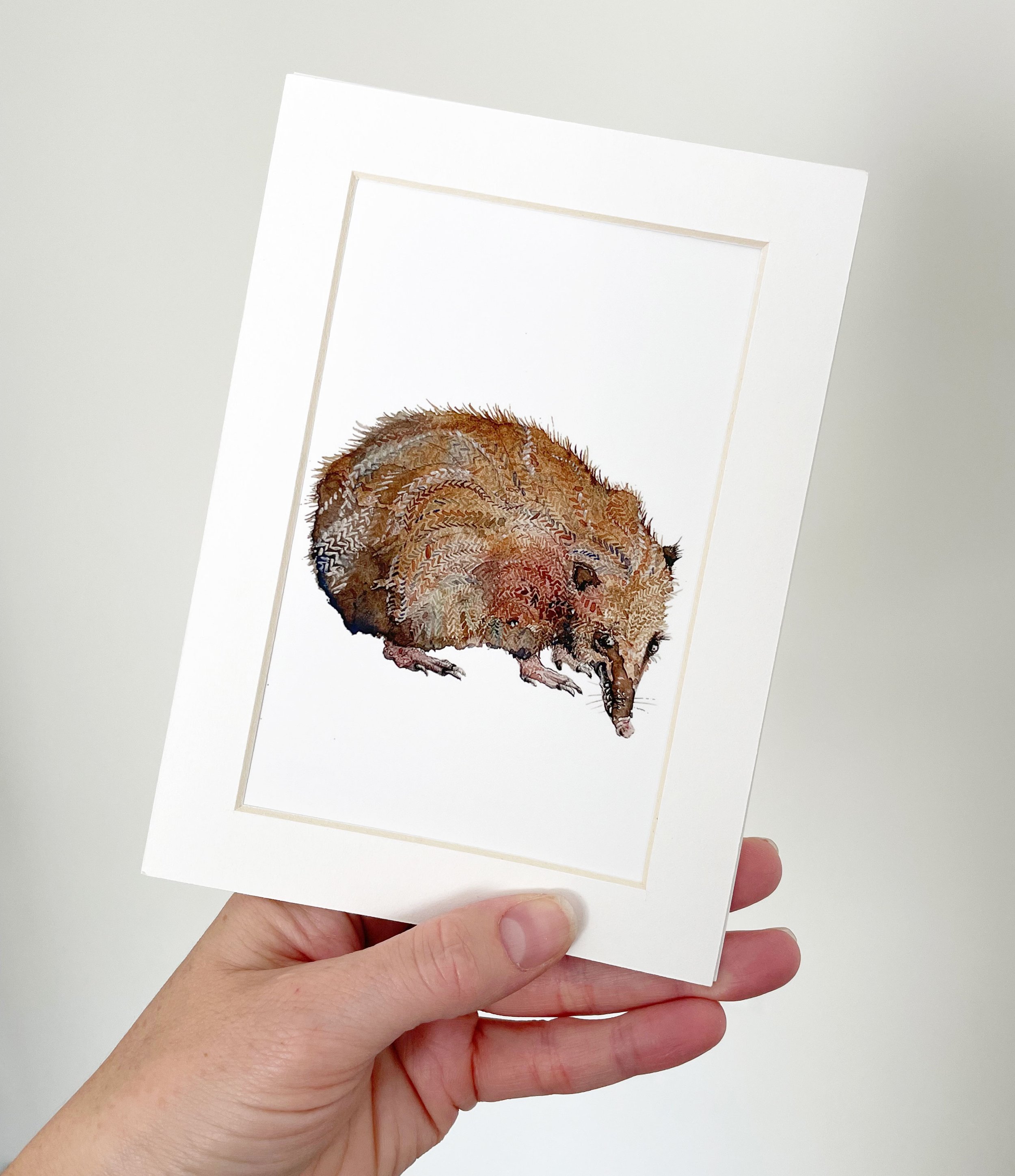 tenrec3.jpg