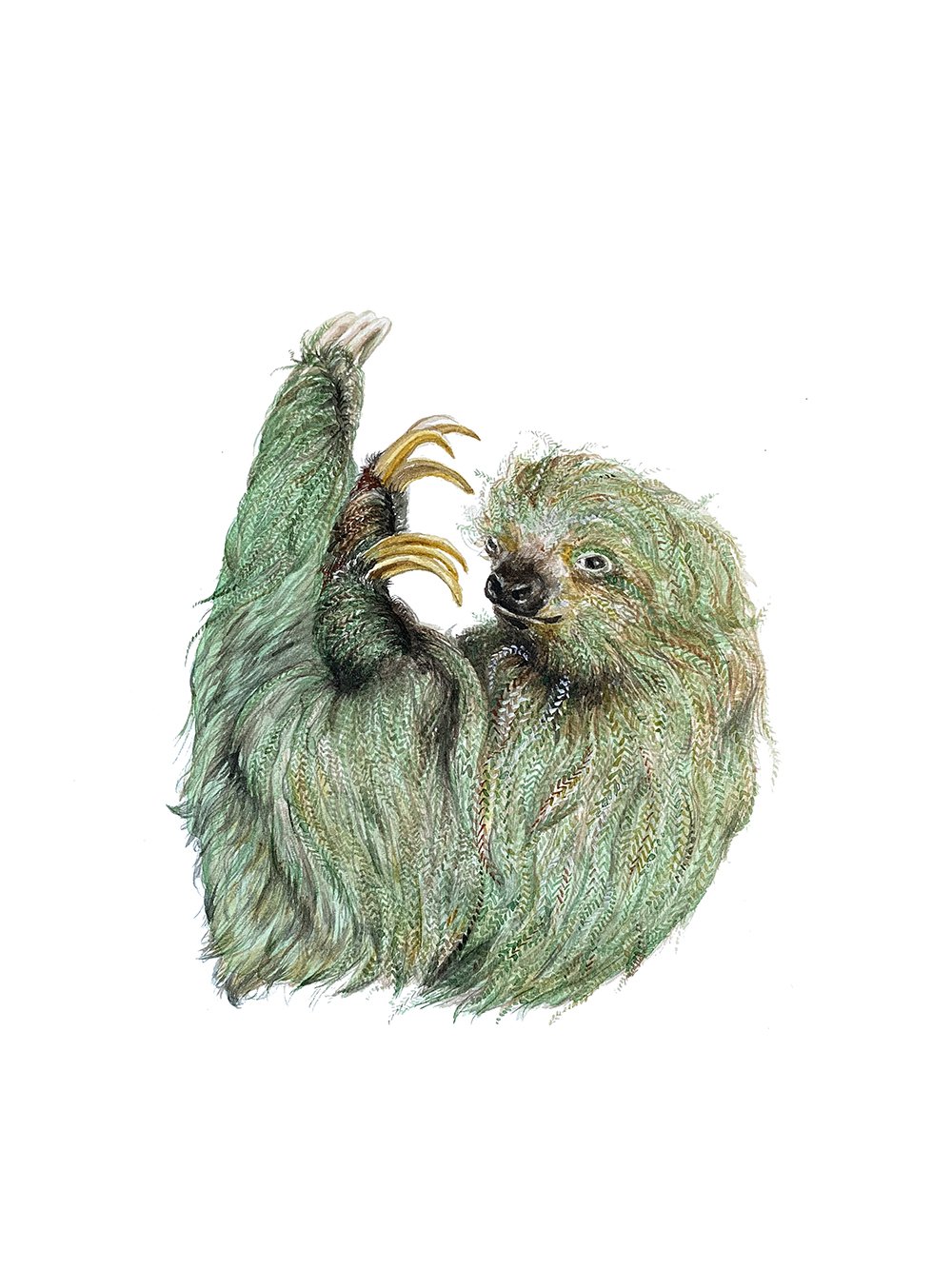 sloth1.jpg