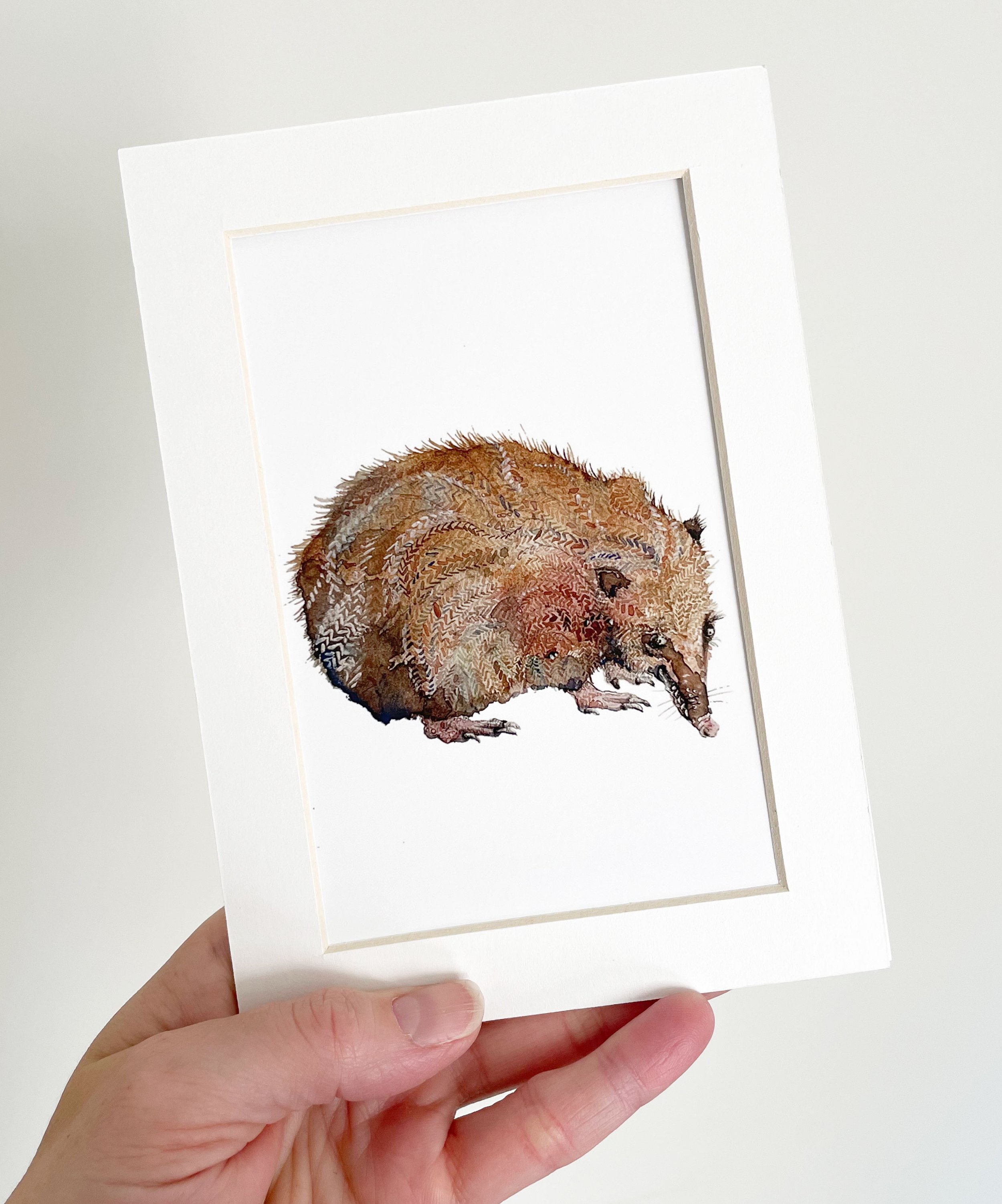 tenrec2.jpg