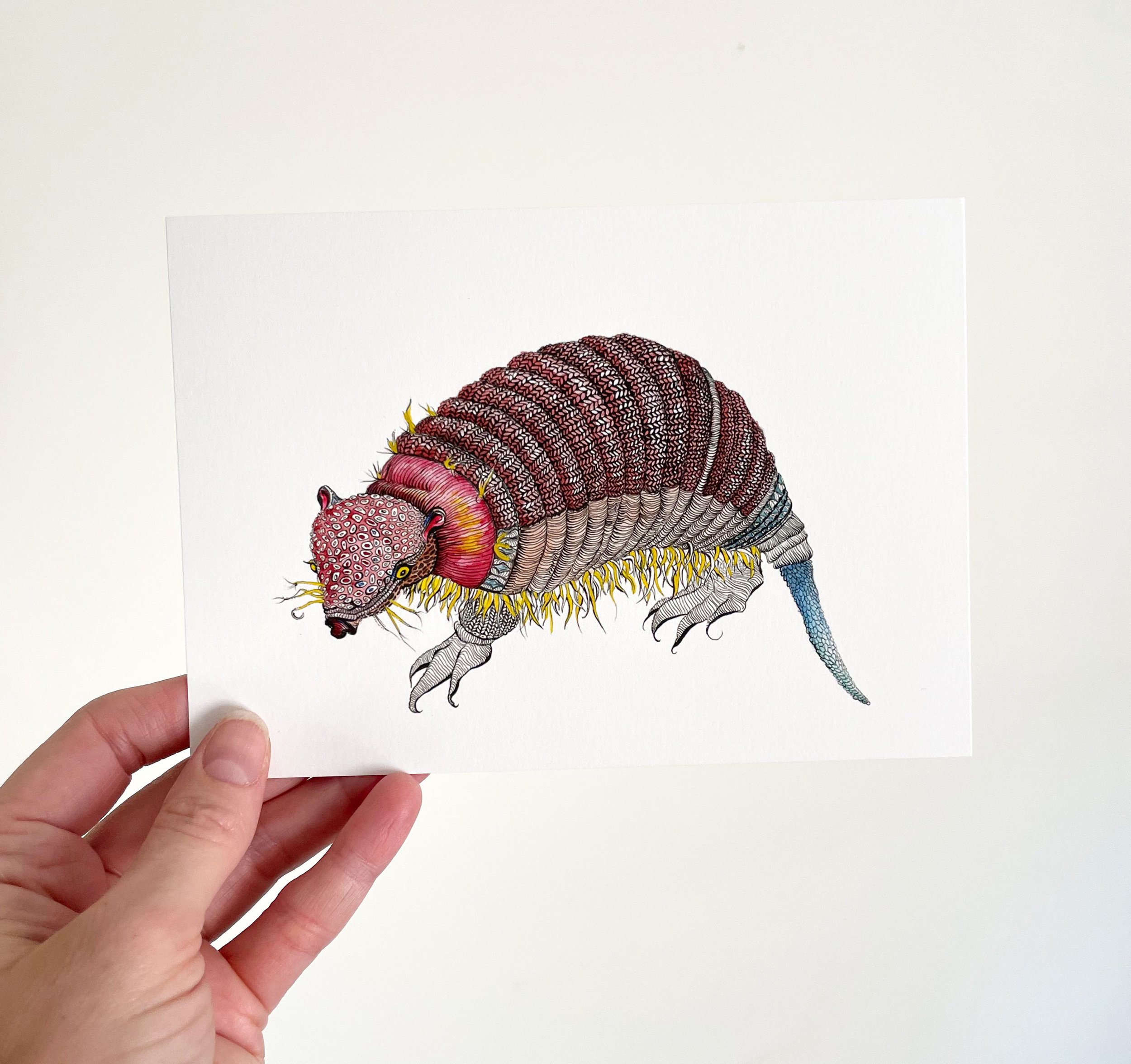 armadillo3.jpg