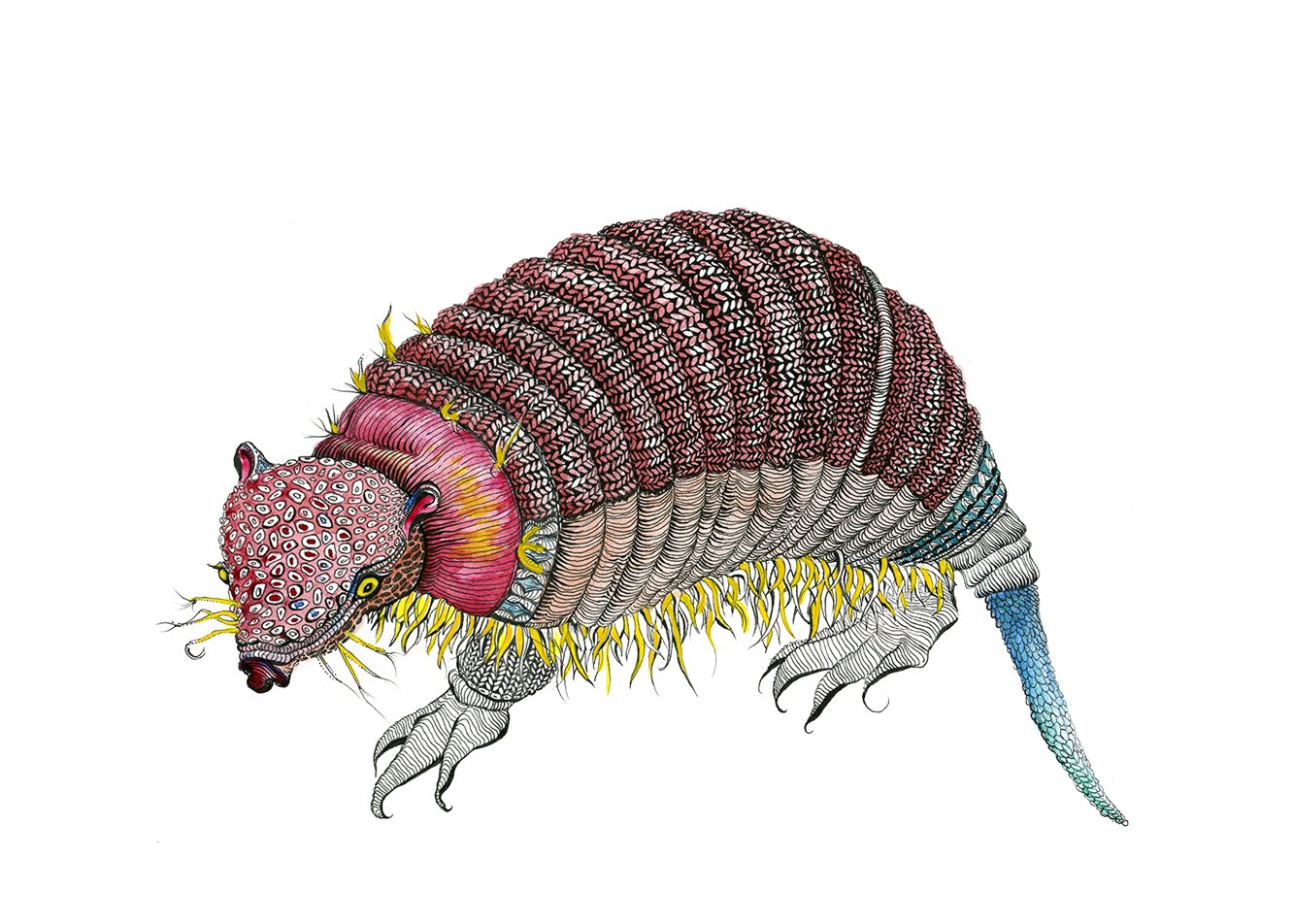 armadillo1.jpg